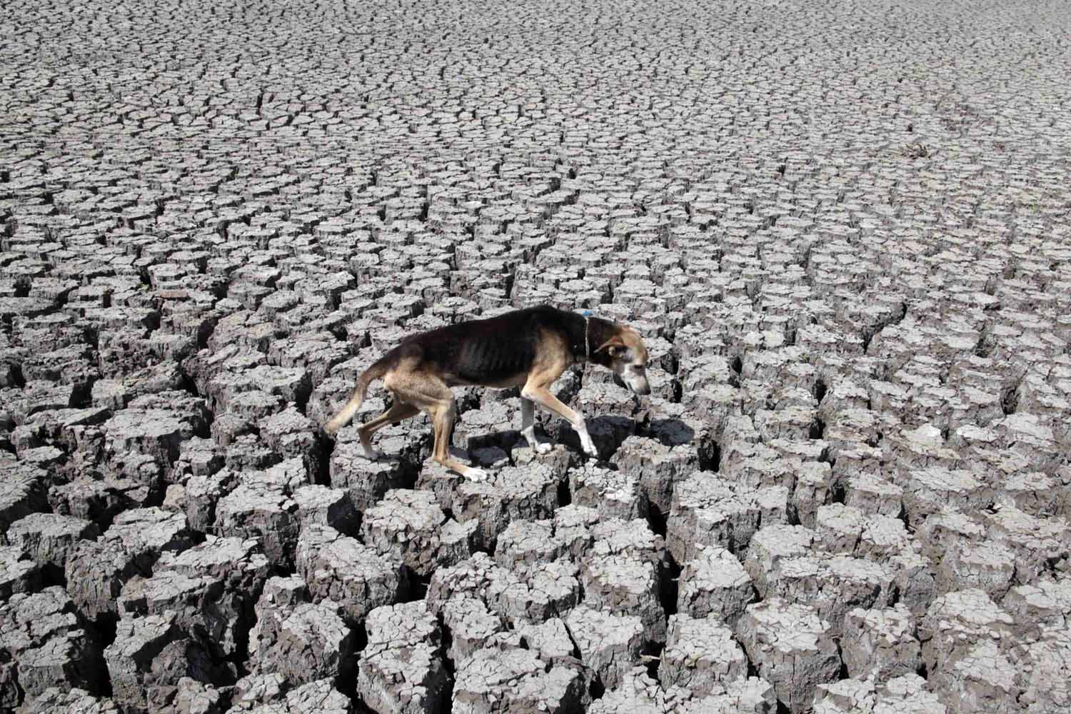 A dog walks on cracked ground at the Las Canoas dam, north of the capital Managua