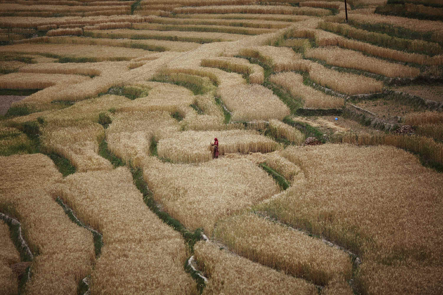 A farmer harvests wheat at the fields in Bhaktapur