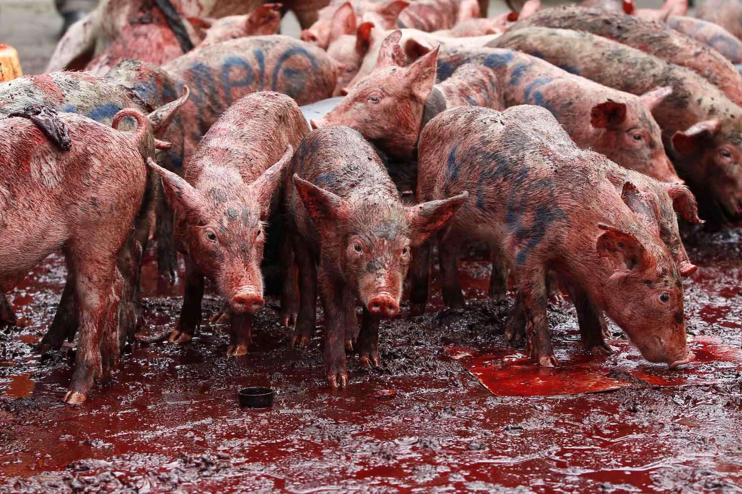 Piglets and pig's blood are seen during a demonstration against lawmakers' salary demands outside parliament buildings in the capital Nairobi