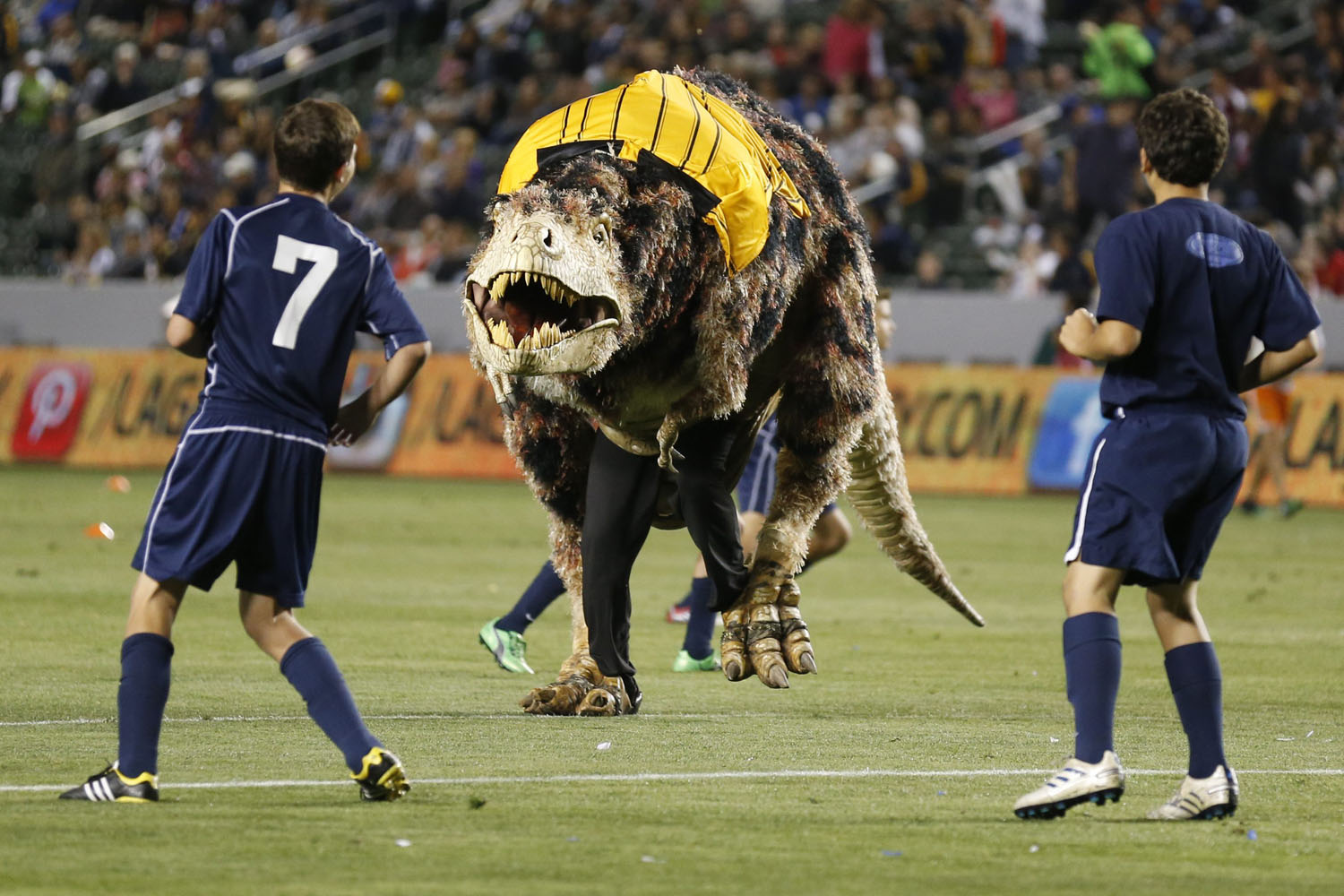 May 26, 2013. A Tyrannosaurus Rex dinosaur costume runs on the field as young boys play an exhibition soccer match during halftime of the MLS soccer game between the Los Angeles Galaxy and Seattle Sounders FC in Carson, California. The dinosaur was on the field to promote the Natural History Museum of Los Angeles County.