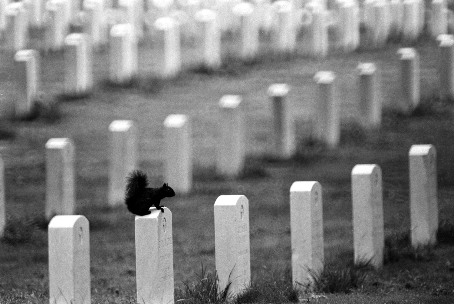 A resident squirrel perches on a headstone at Arlington National Cemetery, 1965.