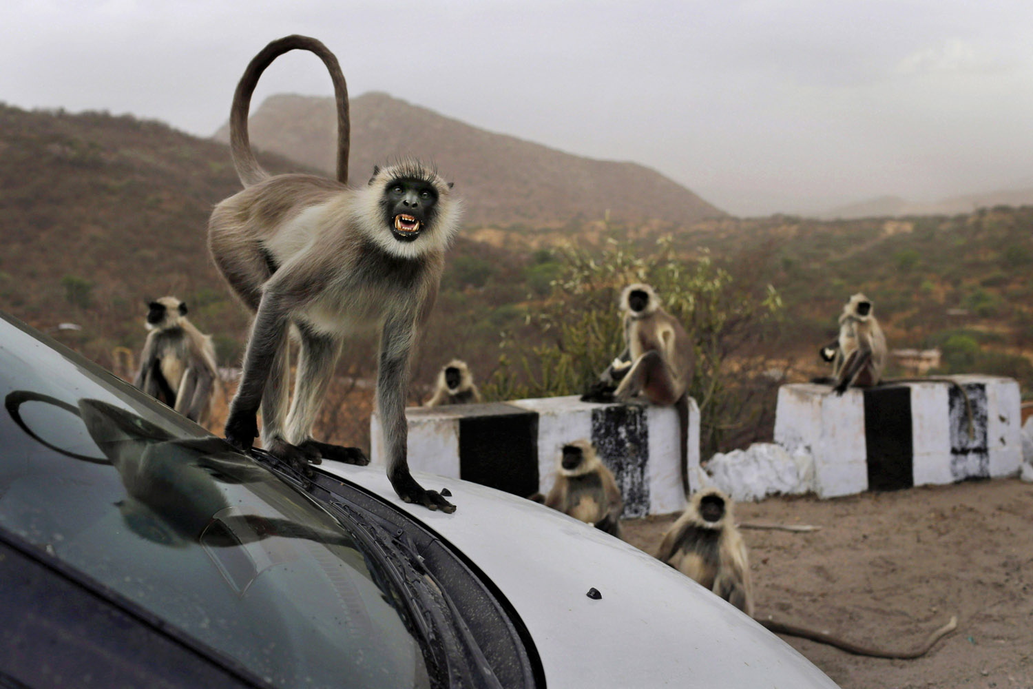 India Langur Monkey