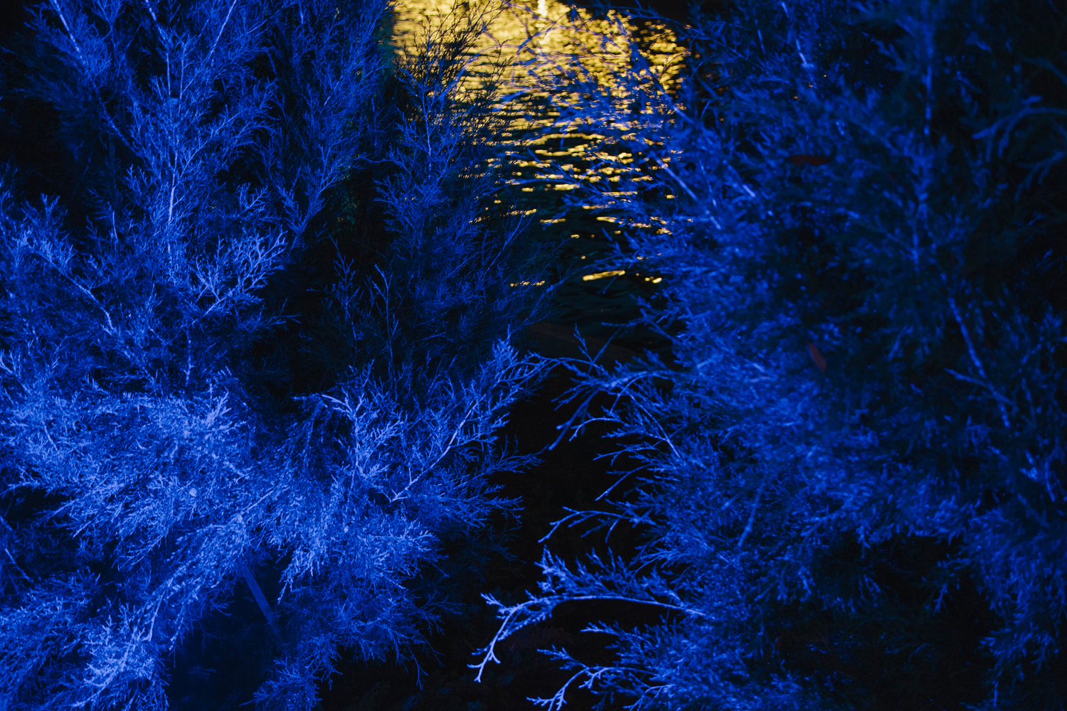 Off the Path at Night, Orlando, FL, 2012, from the project, 'Florida: Eden Isle'.