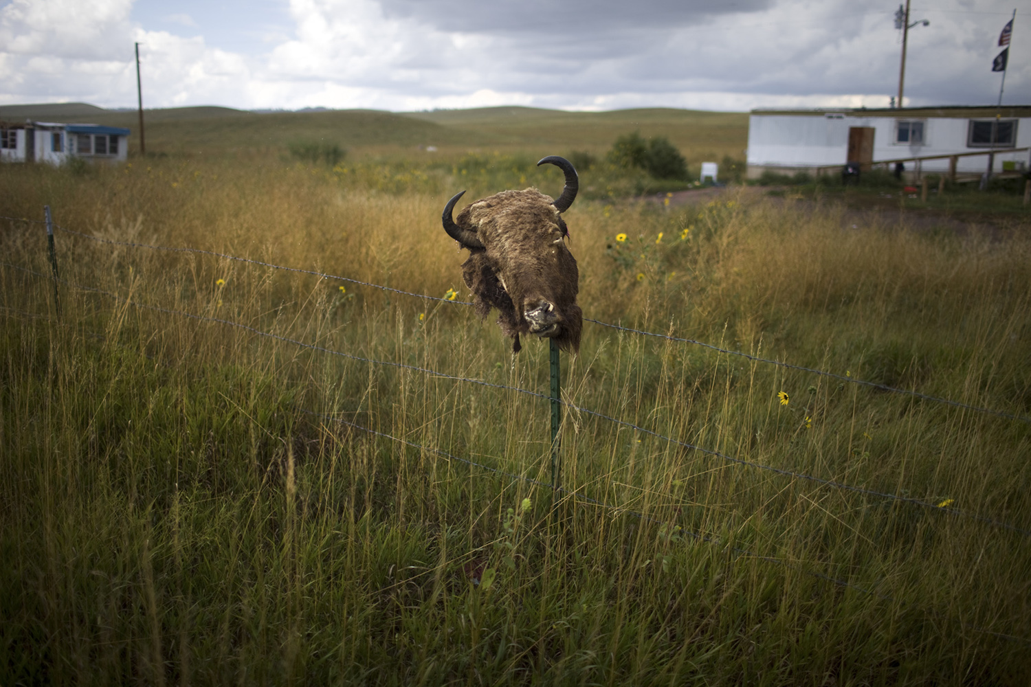A buffalo head sits on a fence post to dry and cure, Oglala, SD.