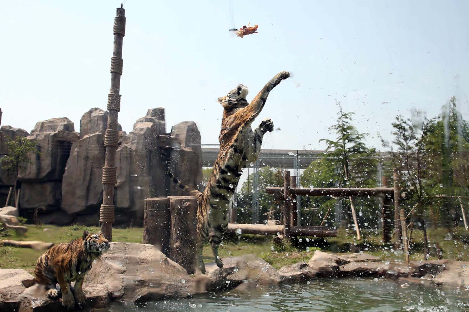 May 25, 2013. A tiger leaping to reach a suspended piece of meat during feeding time in their enclosure at the Shanghai Wildlife Zoo.