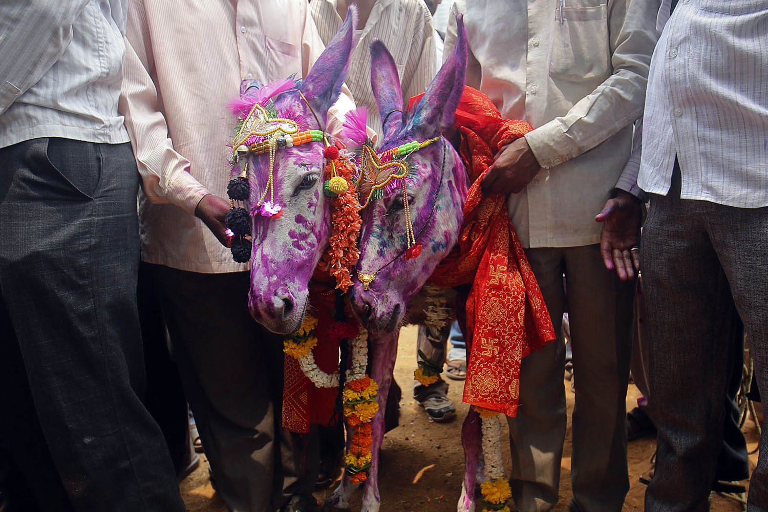 Newly-wed donkeys stand with farmers after a marriage ceremony in Mumbai