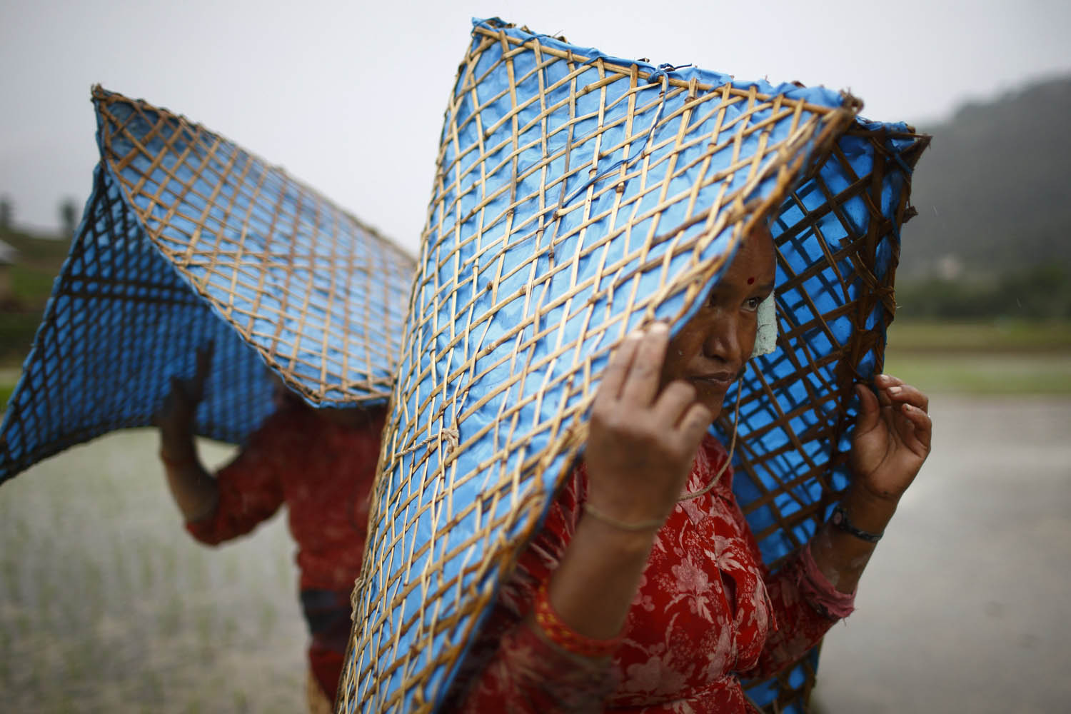 Nepalese farmer cover themselves from the rain while planting rice saplings in Khokana