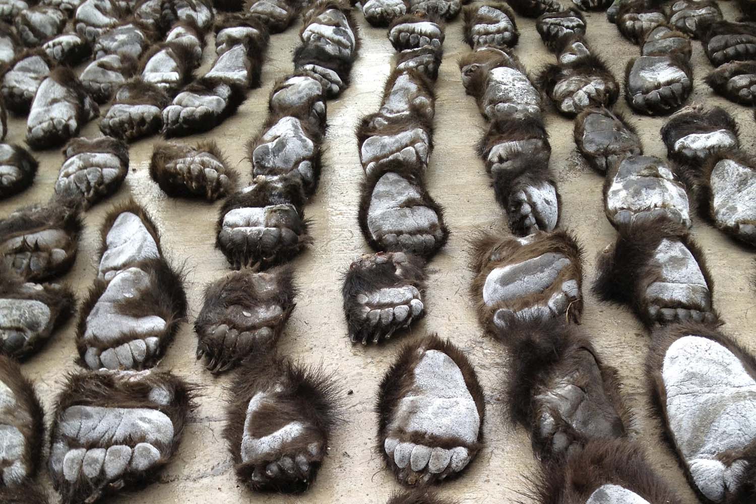 Smuggled bear paws are seen at the China-Russia border in Manzhouli
