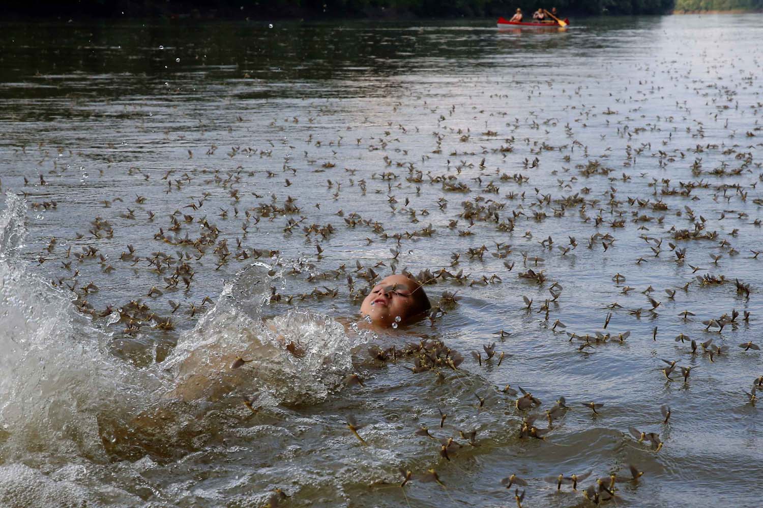 A boy swims with long-tailed mayflies (Palingenia longicauda) at Tisza river near Tiszainoka