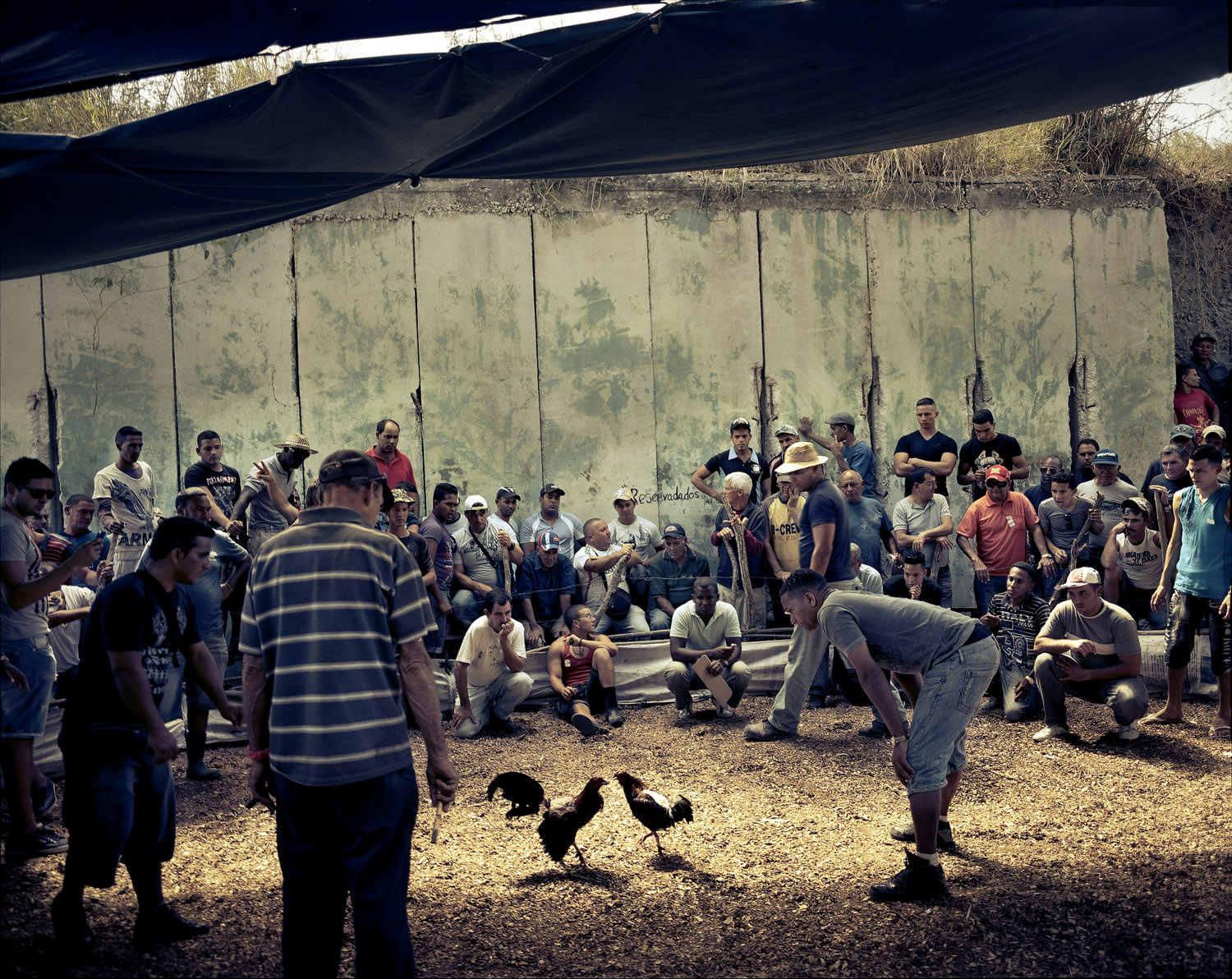 Cockfighting, a Cuban tradition, takes place in an anti-aircraft bunker to avoid the police. Fighting is not forbidden, but gambling, which is always present at the matches, is.