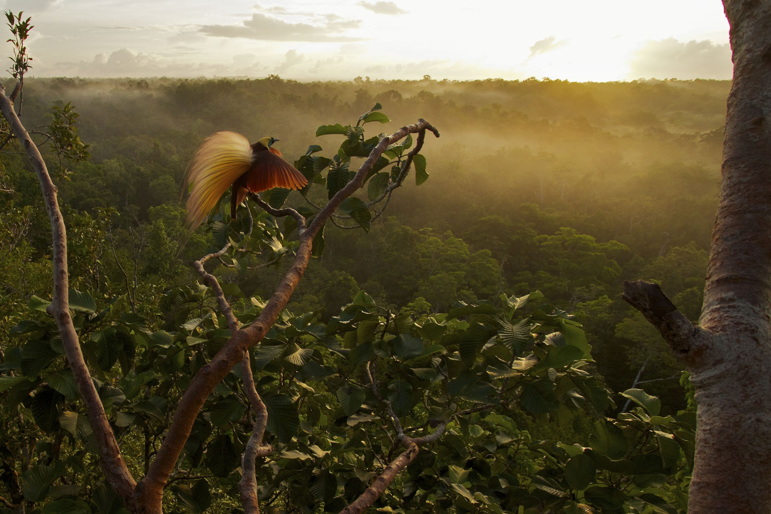 Greater Bird of Paradise (Paradisaea apoda). Badigaki Forest, Wokam Island in the Aru Islands, Indonesia.