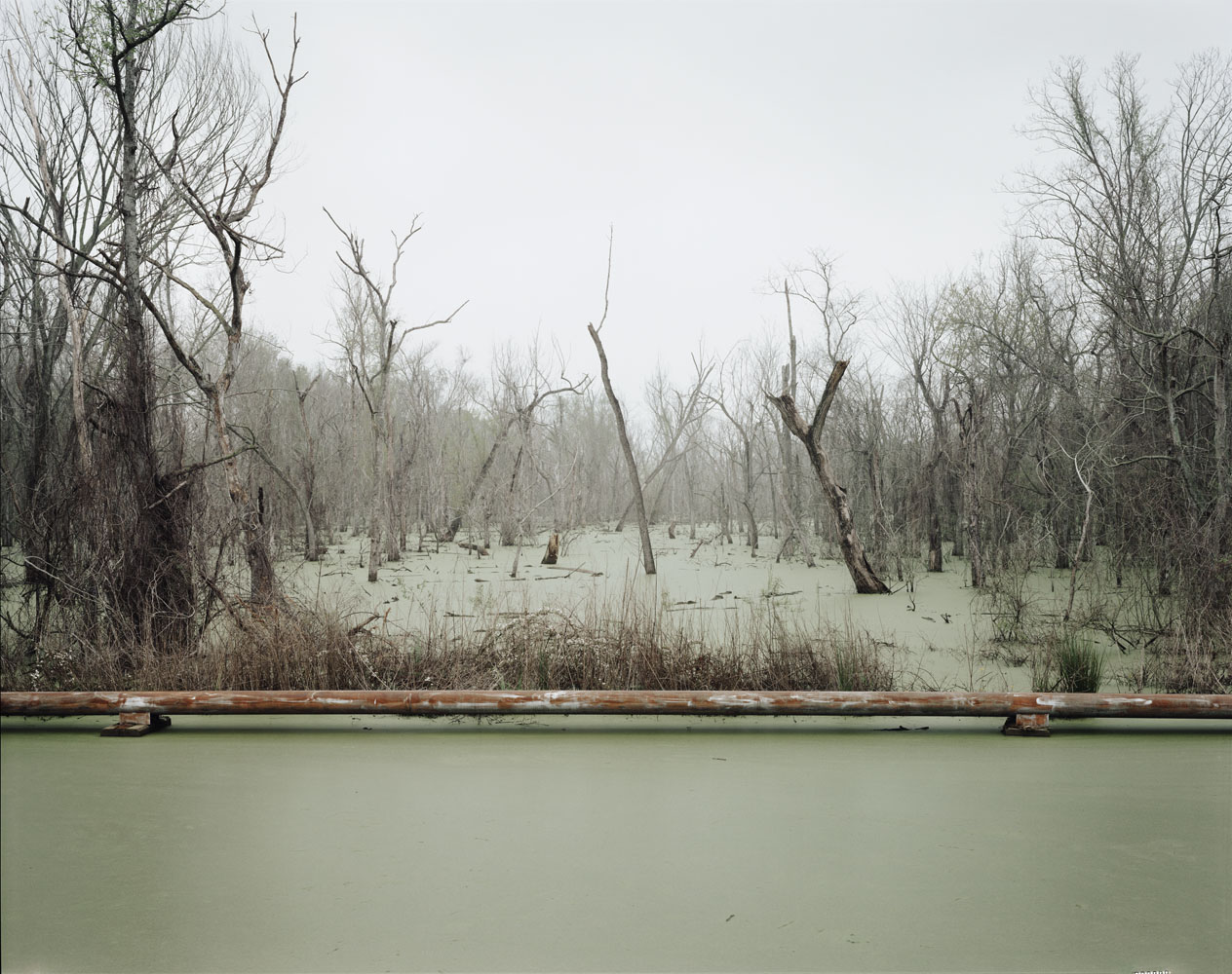 Swamp and Pipeline, Geismar, Louisiana, 1998, from Petrochemical America, Aperture 2012.