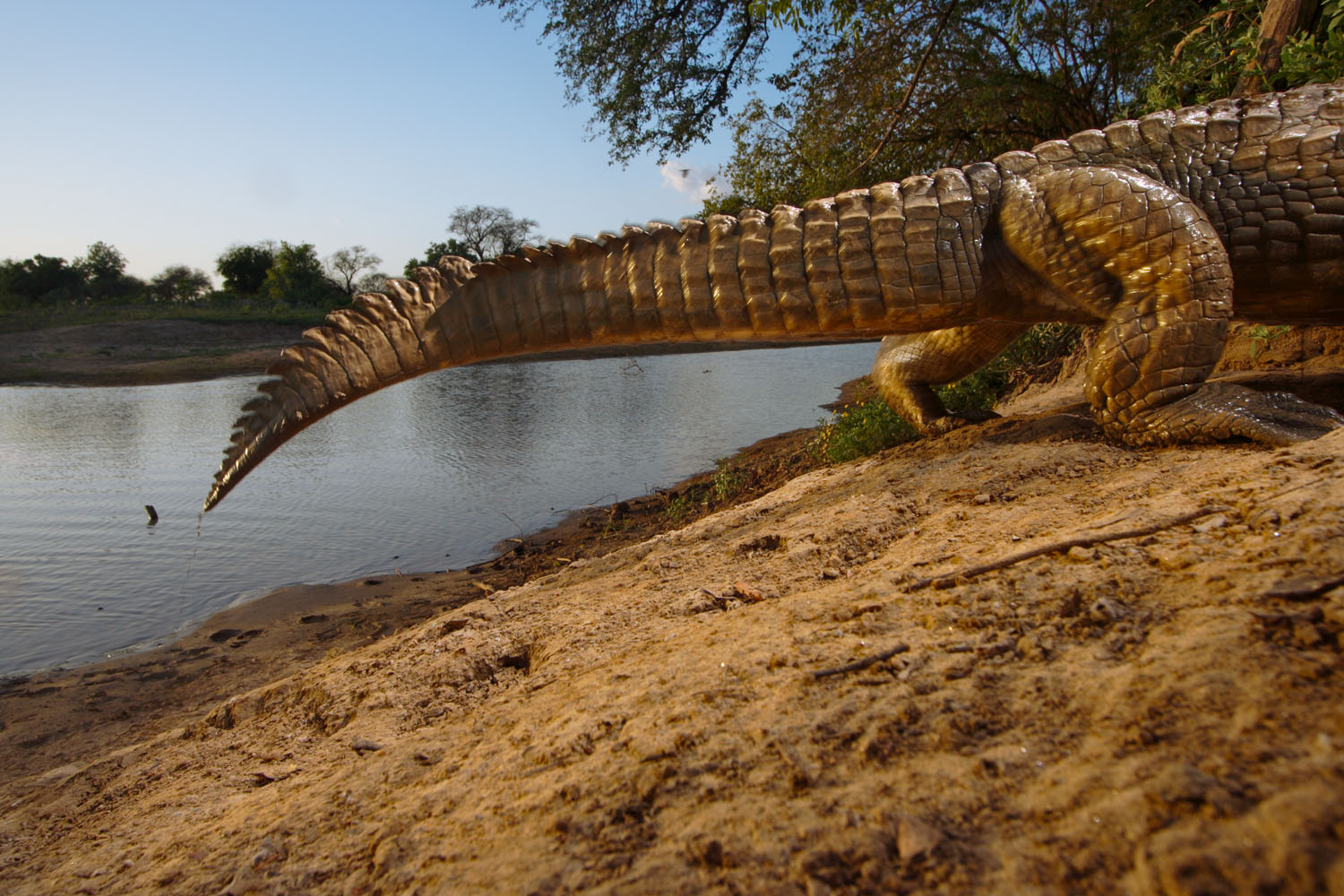 Crocodile Tail, Zakouma National Park, Chad, 2006.