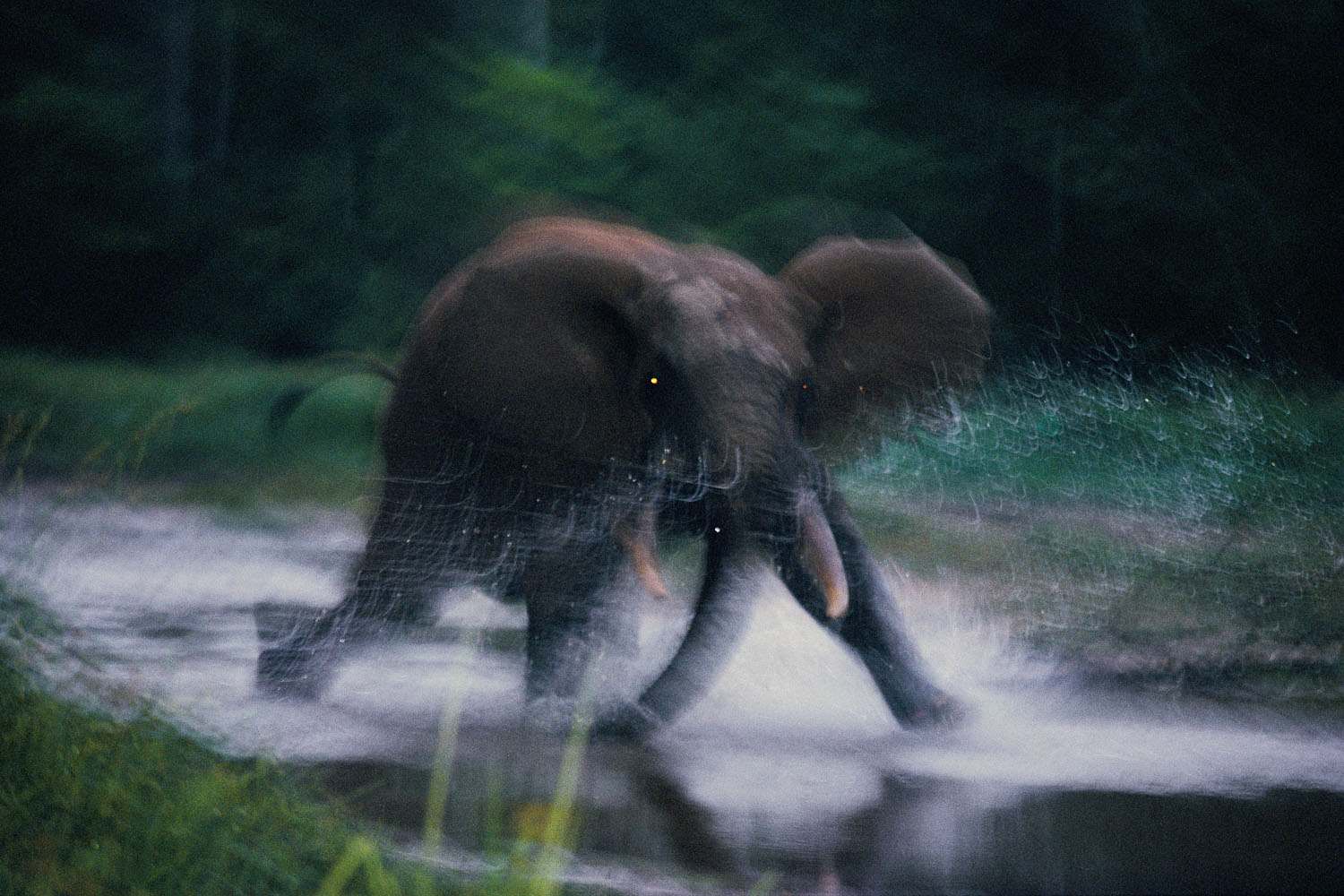 Image Number: 491887Title: Charging ElephantLocation and Date: Near Dzanga Bai, Central African Republic, 1993Caption: Knowing that elephants liked to feed at night in the small creek near Andrea Turkalo’s camp, I would slip out just before dawn to have a look. I made this image just as I started to run.NGM 07/1995: Taking charge, a forest elephant guards her ground at Dzanga Bai. Attracted by salt-rich soil, most elephants arrive in a group consisting of an adult female and her offspring (males leave the family upon reaching sexual maturity). They peacefully share Dzanga with bongo, sitatungas, and forest buffalo--but if threatened by humans, females will charge. "Males," observes biologist Andrea Turkalo, "prefer to flee rather than risk confrontation" (cover, page 22-3). Exhibit Caption: All forest elephants fear humans and this elephant charged in response to the photographer's scent.