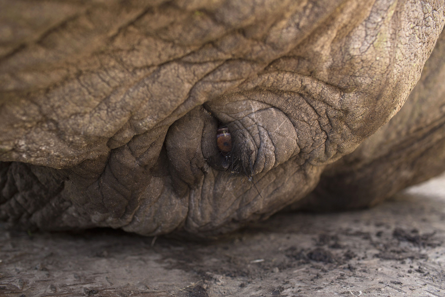 A close-up view of a sedated elephant's eye is seen as it is secured on the back of a truck by KWS wardens during a relocation exercise on the margins of the Ol Pejeta Conservancy in central Kenya