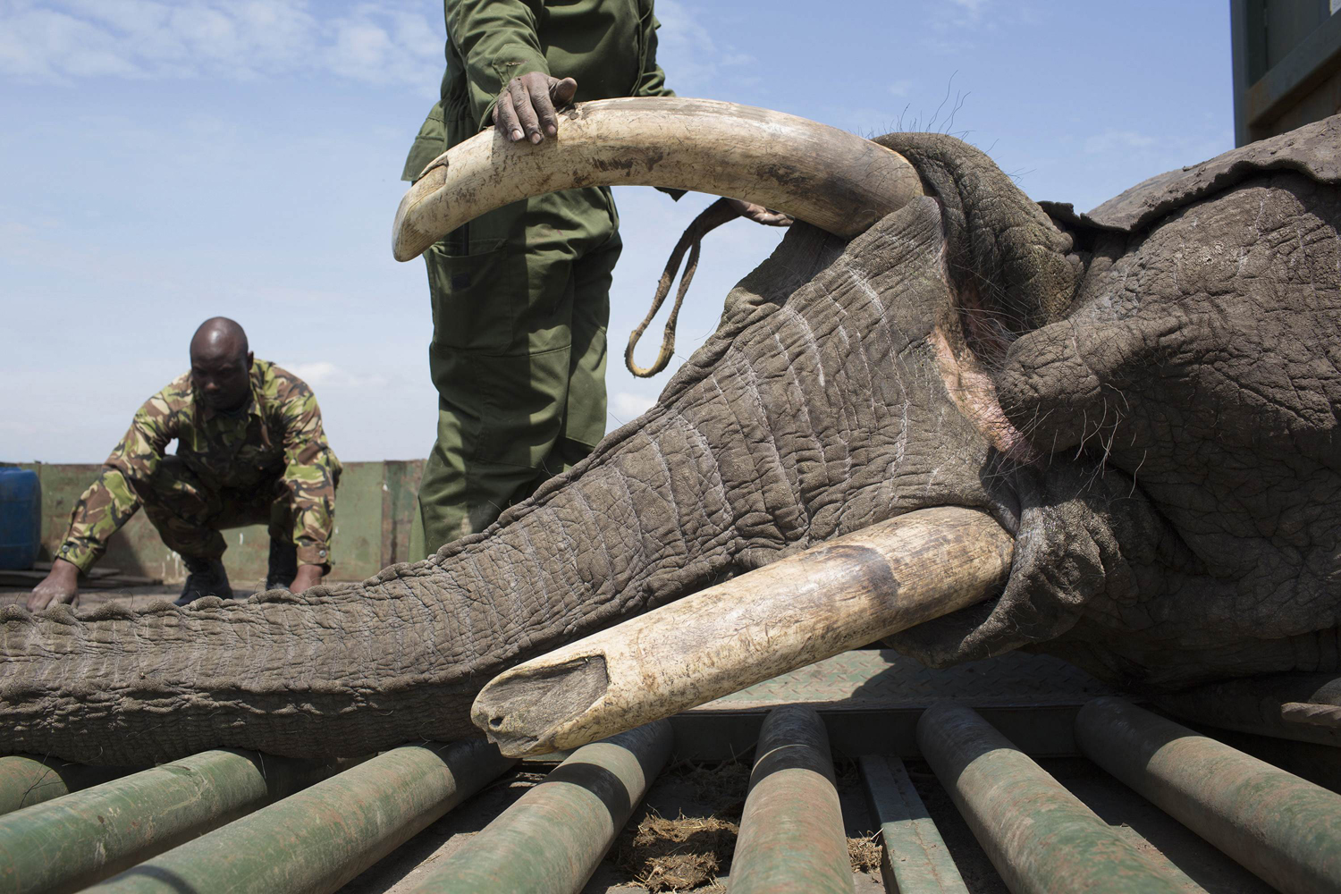 A sedated elephant is placed in a container on a truck by KWS wardens during a relocation exercise on the margins of the Ol Pejeta Conservancy in central Kenya