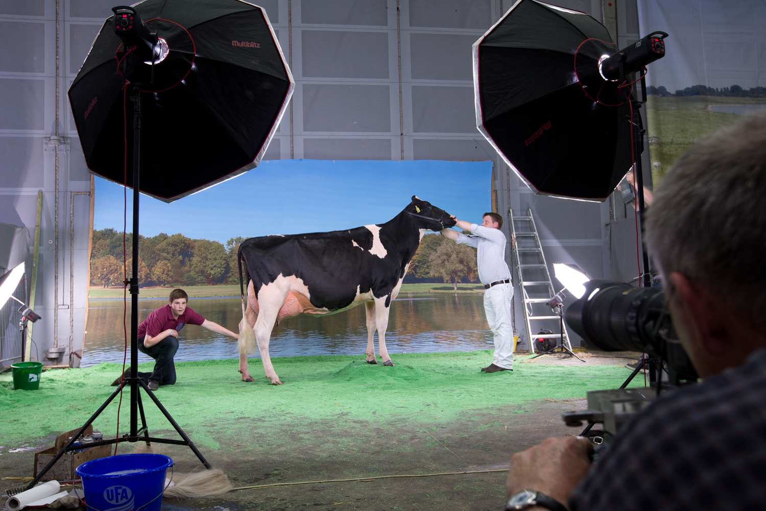 Cows compete in 'Miss Germany' Holstein cow show