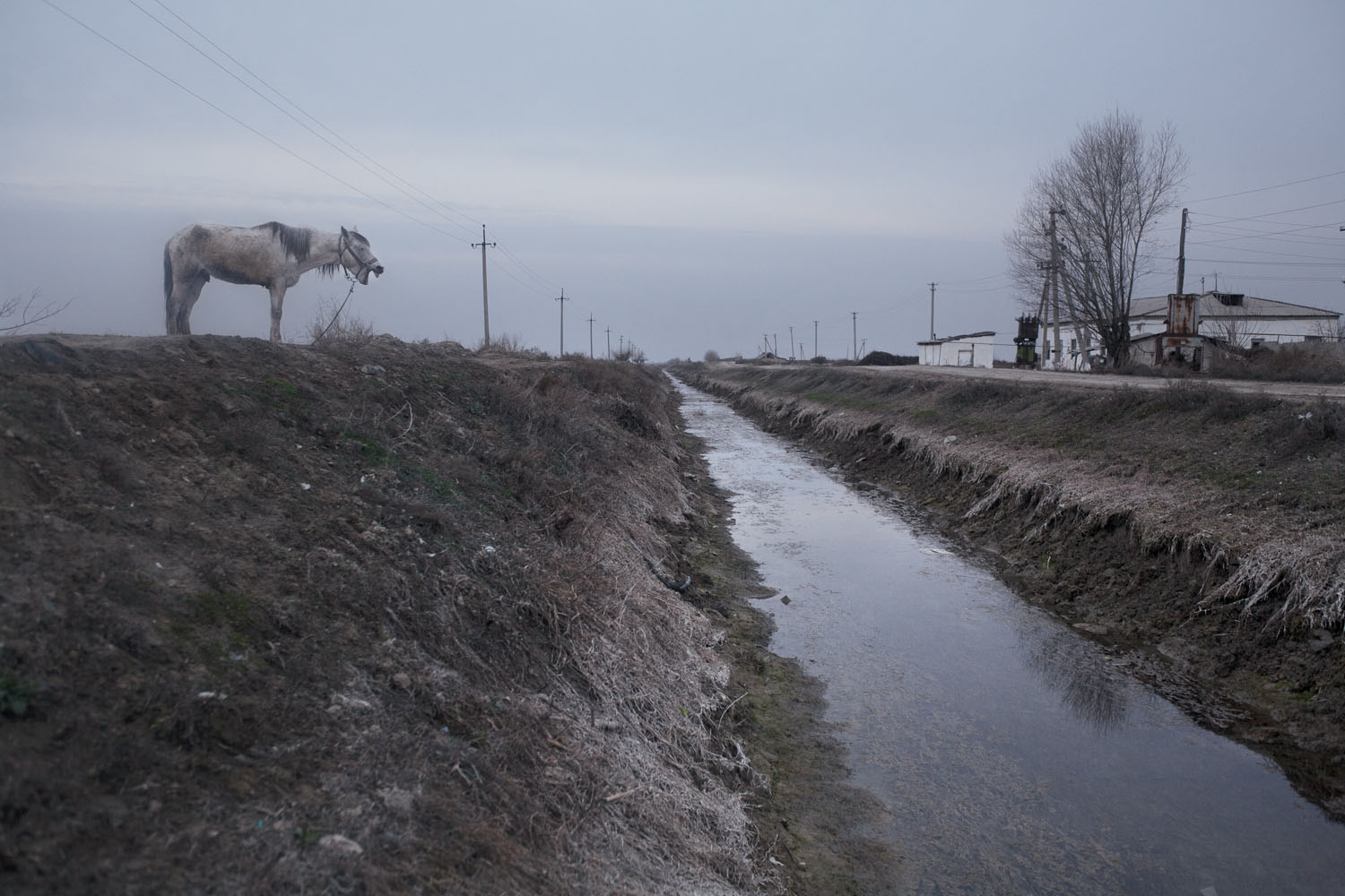 A donkey brays near an irrigation canal in a cotton farming village named after the Uzbek president.
                              Karimov, Uzbekistan