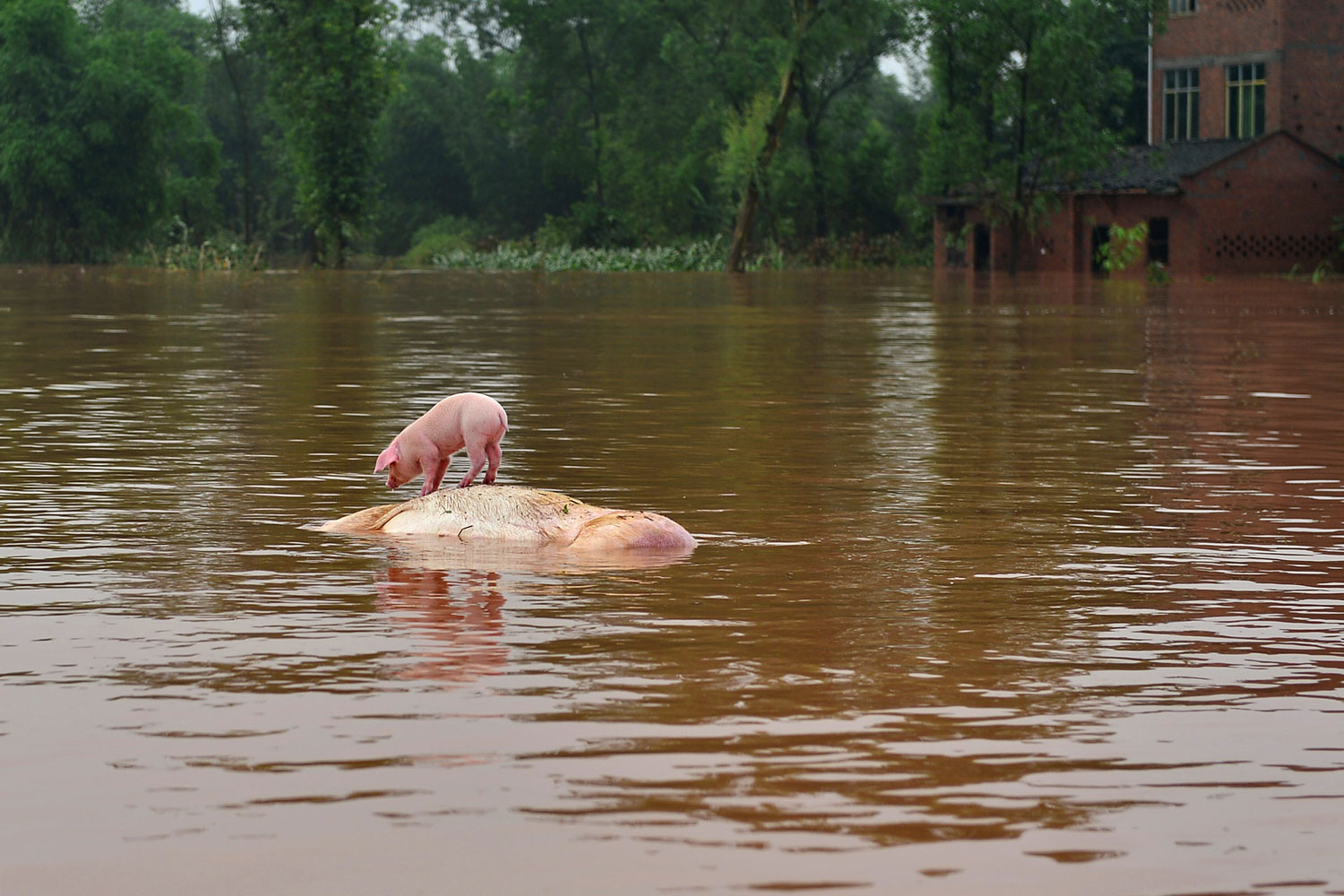 July 2, 2013. A piglet stands on a dead sow floating in floodwaters in Chongqing, China. More than 18,000 people were evacuated after rainstorms hit Tongnan county and triggered serious flooding.