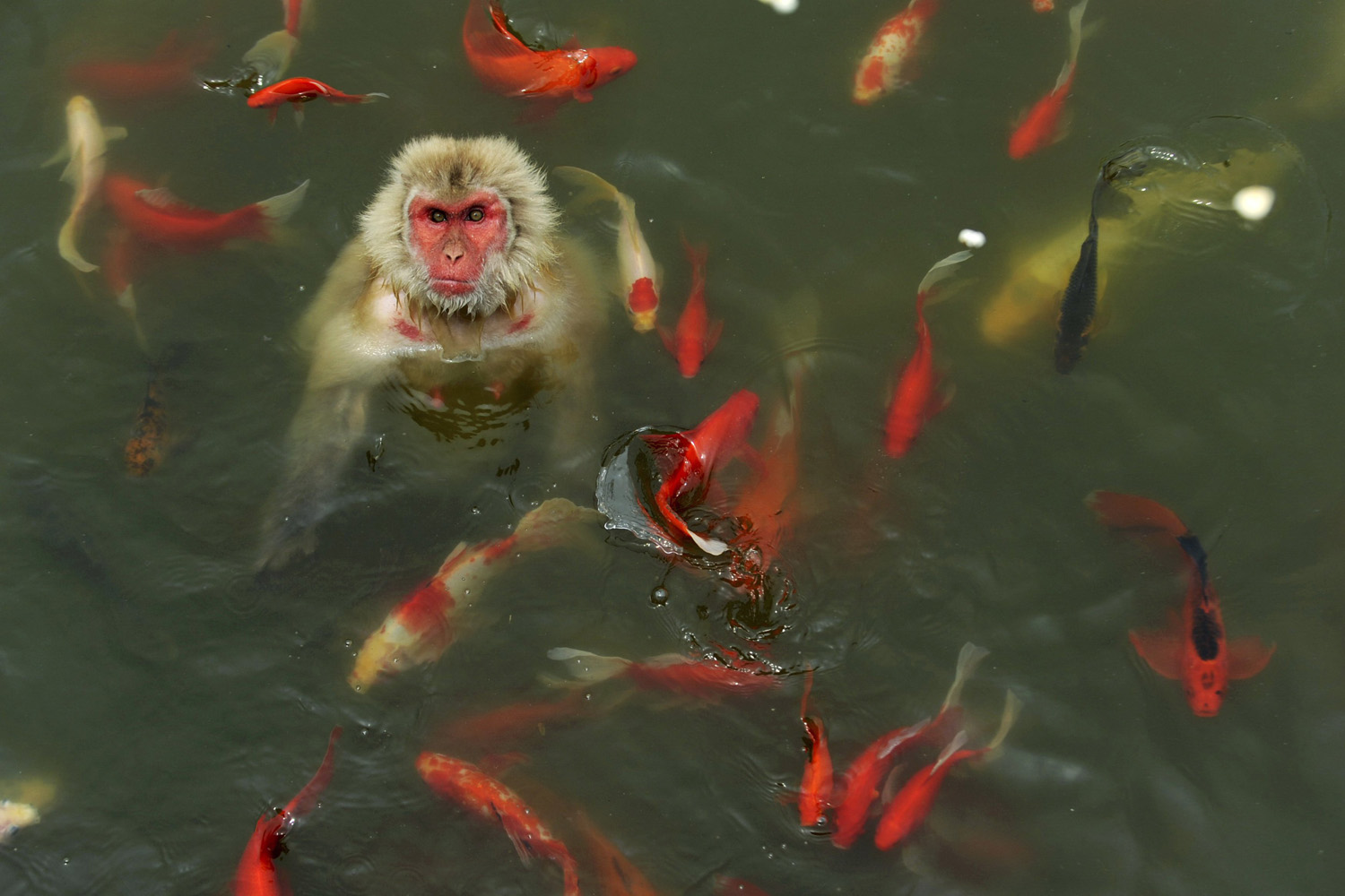 A monkey plays in a pond surrounded by carps at a wildlife park in Hefei, Anhui province