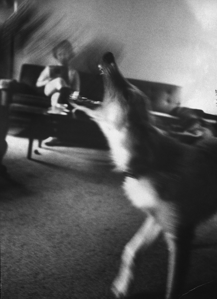 Dog training for attack during Boston Strangling scare, 1963.