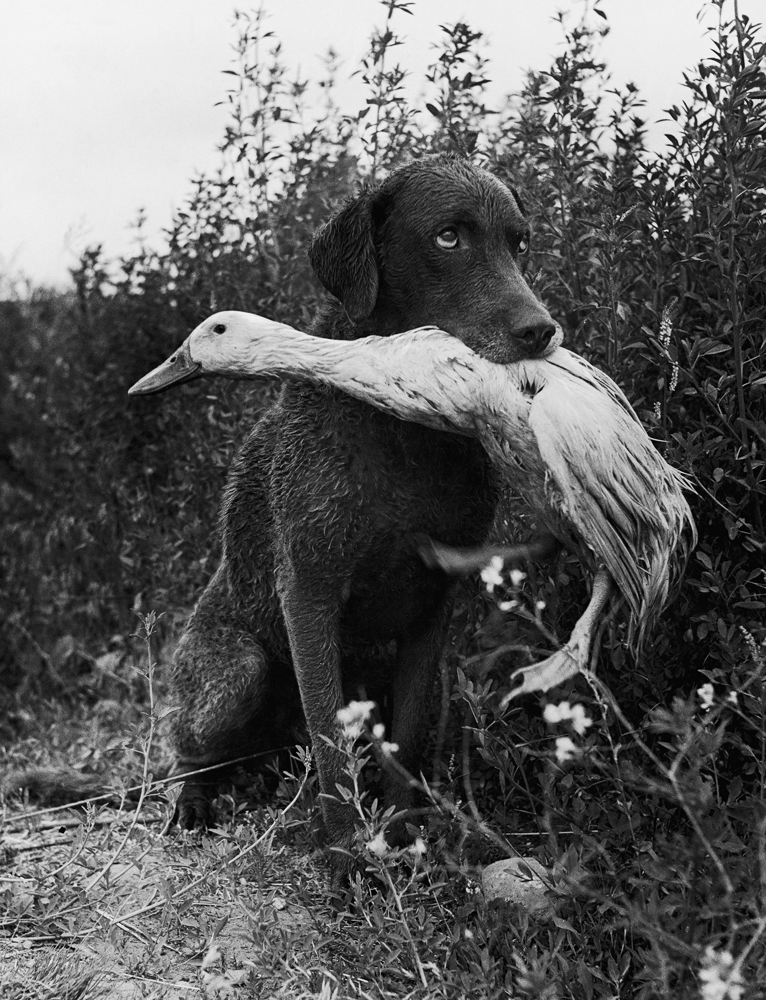 Donald the dog-loving duck plays with his friend Trigger, a Chesapeake Bay Retriever, Yakima, Wash., 1949.