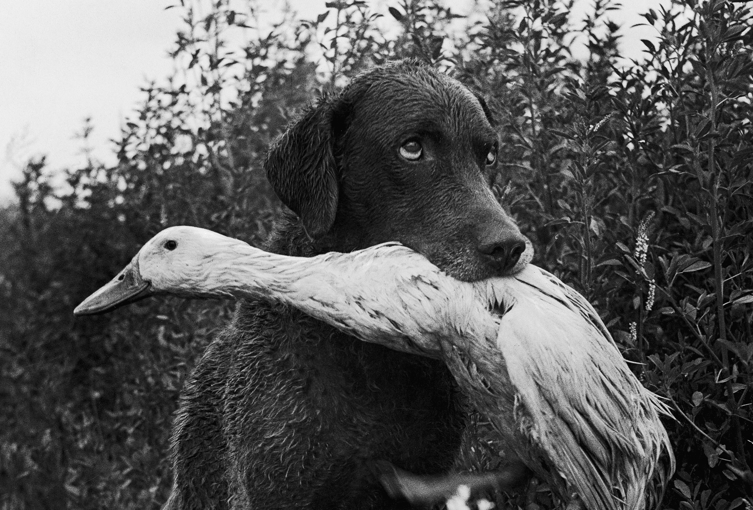 Donald the dog-loving duck plays with his friend Trigger, a Chesapeake Bay Retriever.