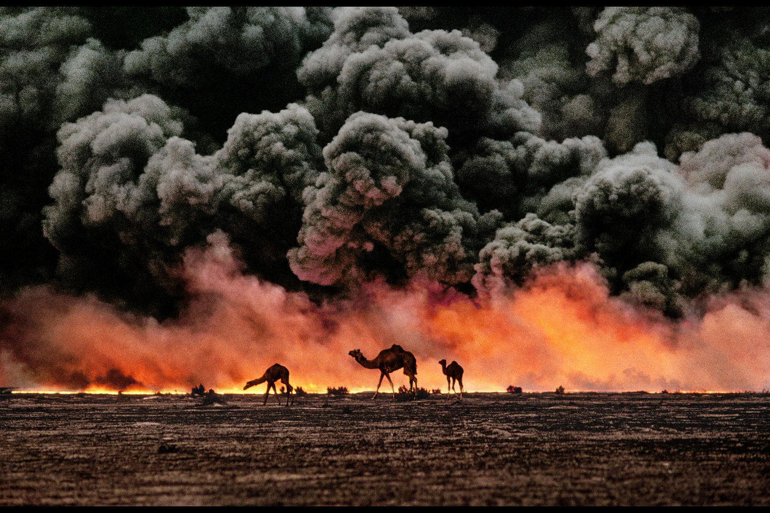Struggling camels silhouetted against the oil-fire, al-Ahmadi oil field, Kuwait, 1991
                              
                              
                              ‘The darkness caused by the burning oil wells was like a moonless night. The exposure on my camera was about a quarter of a second on f2.8.’ The photographs show a scorched, infernal place, ‘but they don’t convey the fine mist of oil that hung in the air and coated my cameras, or the deafening roar of the burning wells. Nor do they show the unexploded bombs and mines that dotted the desert. I’ll never forget the moment I got out of the car to stretch my legs and caught a glimpse of an allied lawn-dart mine behind the vehicle with our tire tracks running right over it!’