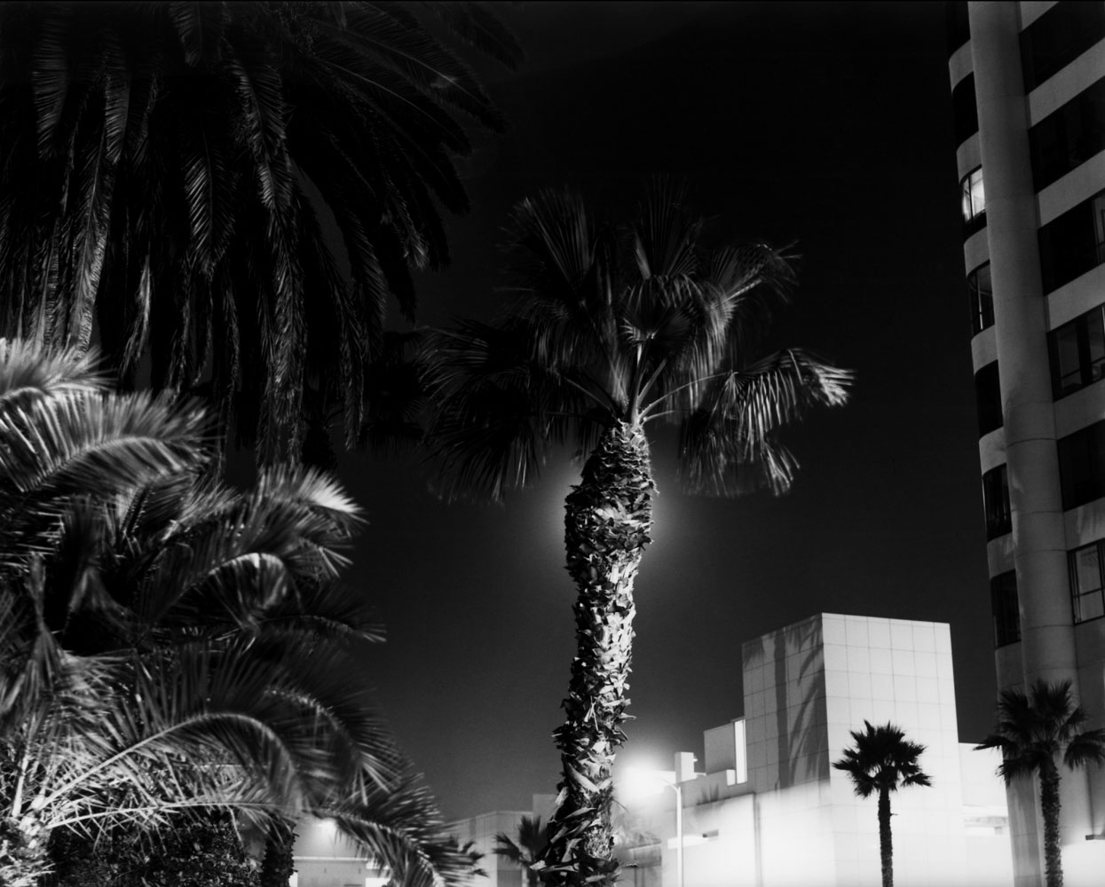 USA. Los Angeles, California. 2008. Wilshire Blvd.Contact email:New York : photography@magnumphotos.comParis : magnum@magnumphotos.frLondon : magnum@magnumphotos.co.ukTokyo : tokyo@magnumphotos.co.jpContact phones:New York : +1 212 929 6000Paris: + 33 1 53 42 50 00London: + 44 20 7490 1771Tokyo: + 81 3 3219 0771Image URL:http://www.magnumphotos.com/Archive/C.aspx?VP3=ViewBox_VPage&IID=2K7O3RT0V246&CT=Image&IT=ZoomImage01_VForm