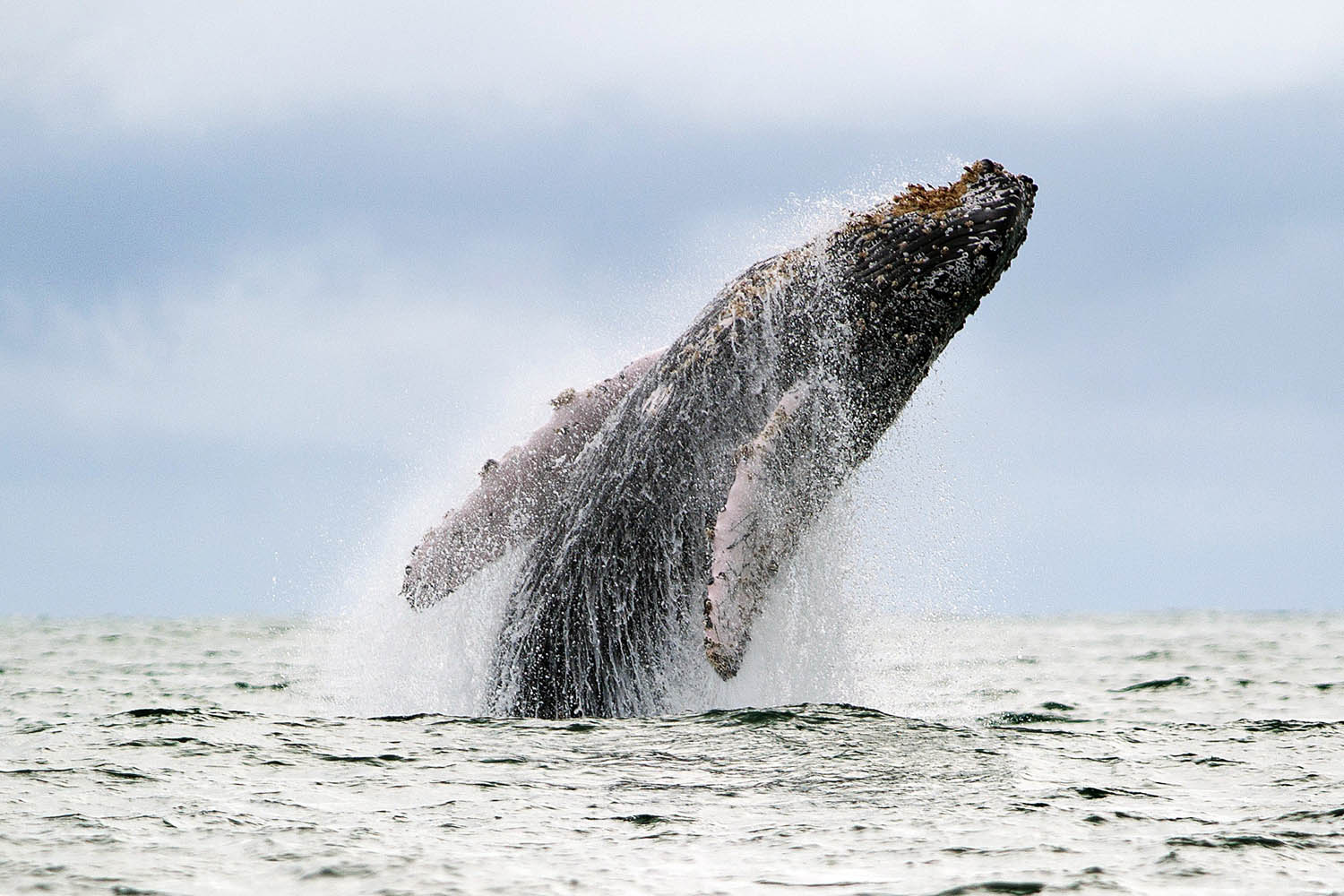 July 16, 2013. A Humpback whale jumps to the surface of the Pacific Ocean at the Uramba Bahia Malaga natural park in Colombia.