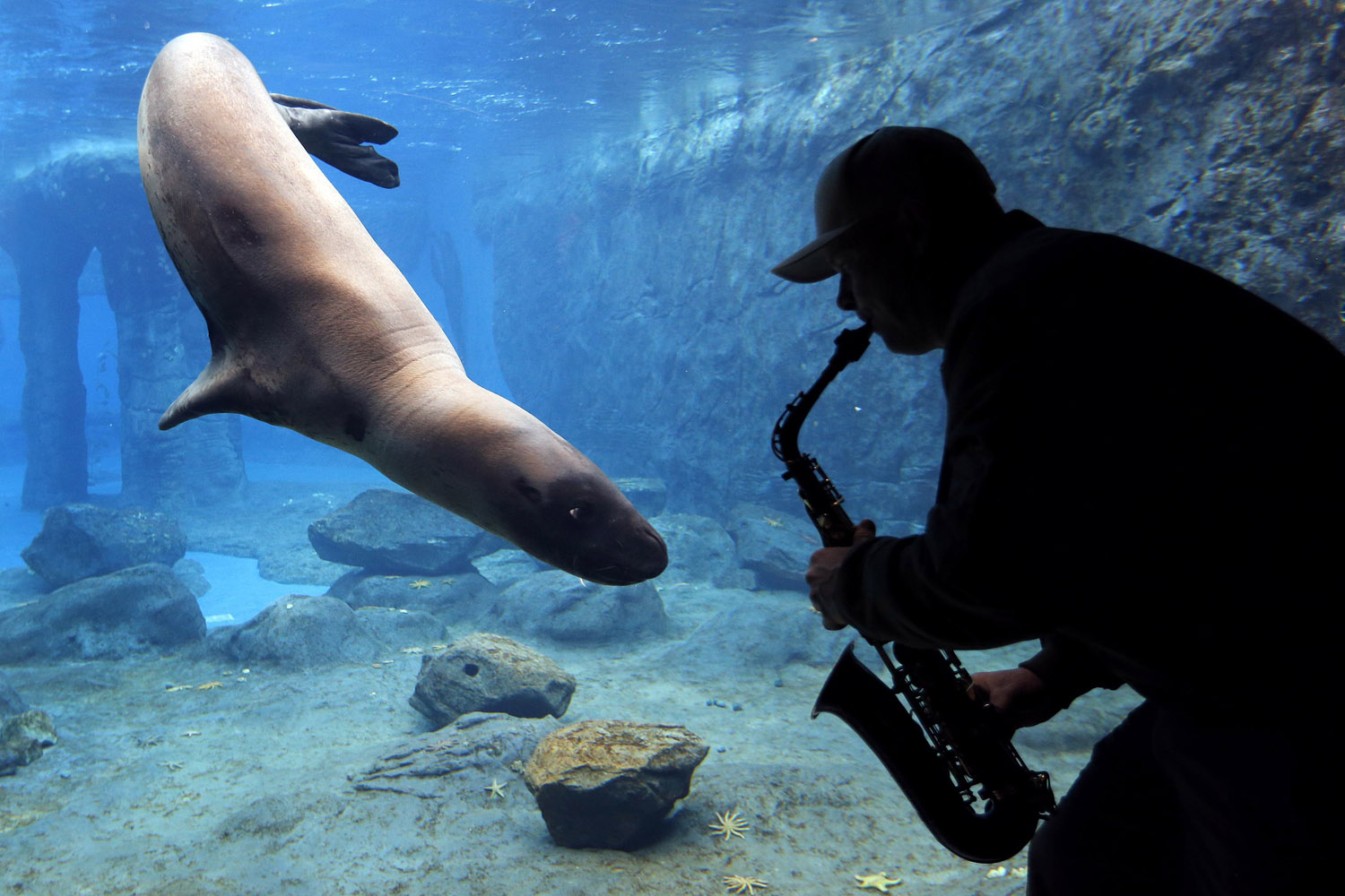 Steve Westnedge plays his saxophone for a Leopard Seal known as "Casey" as part of a study on the animal's reactions to different sounds at Sydney's Taronga Zoo
