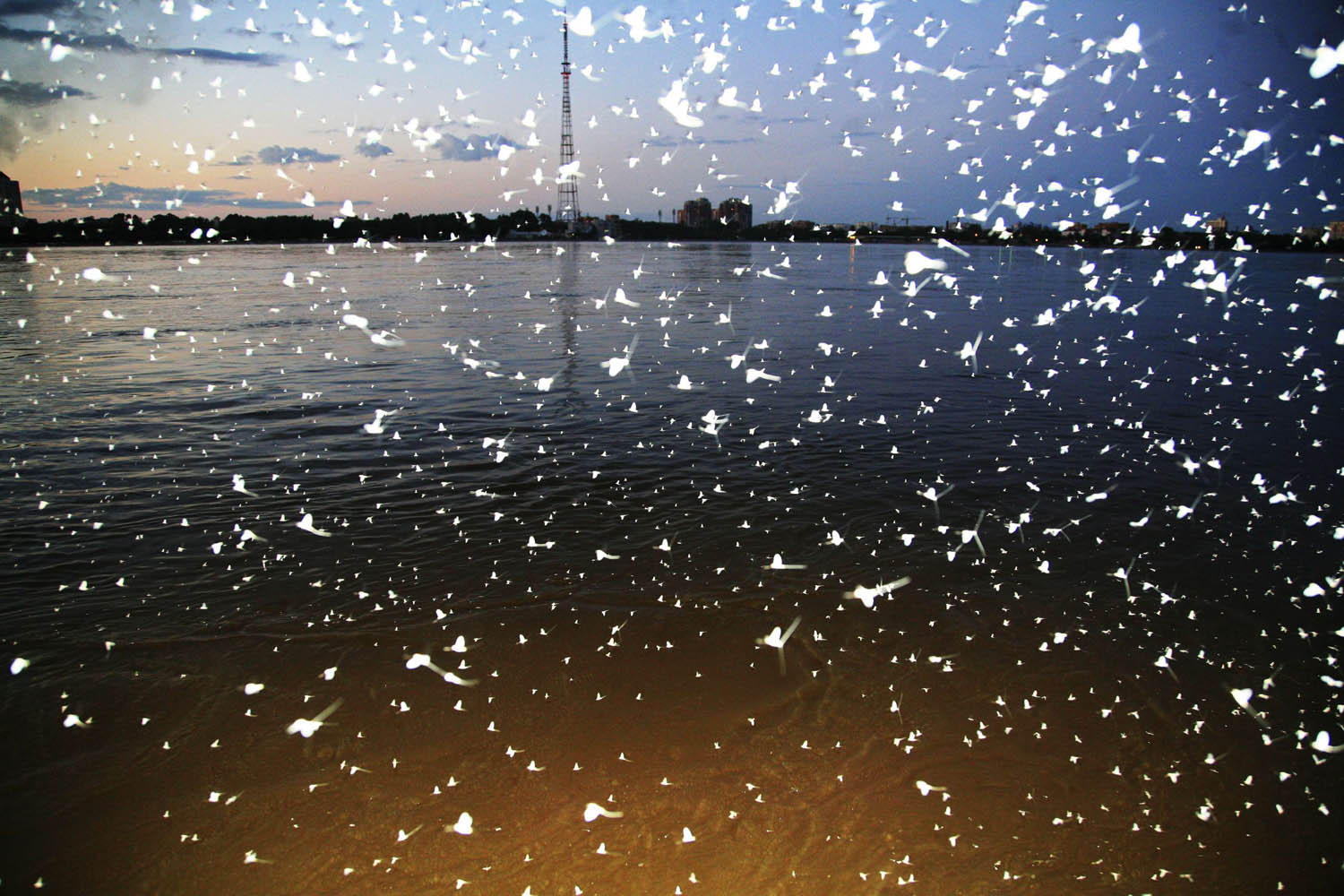 Mayflies are pictured above a river at dusk in Heihe