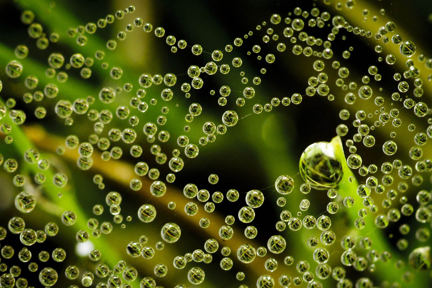 Dew drops in Spider web