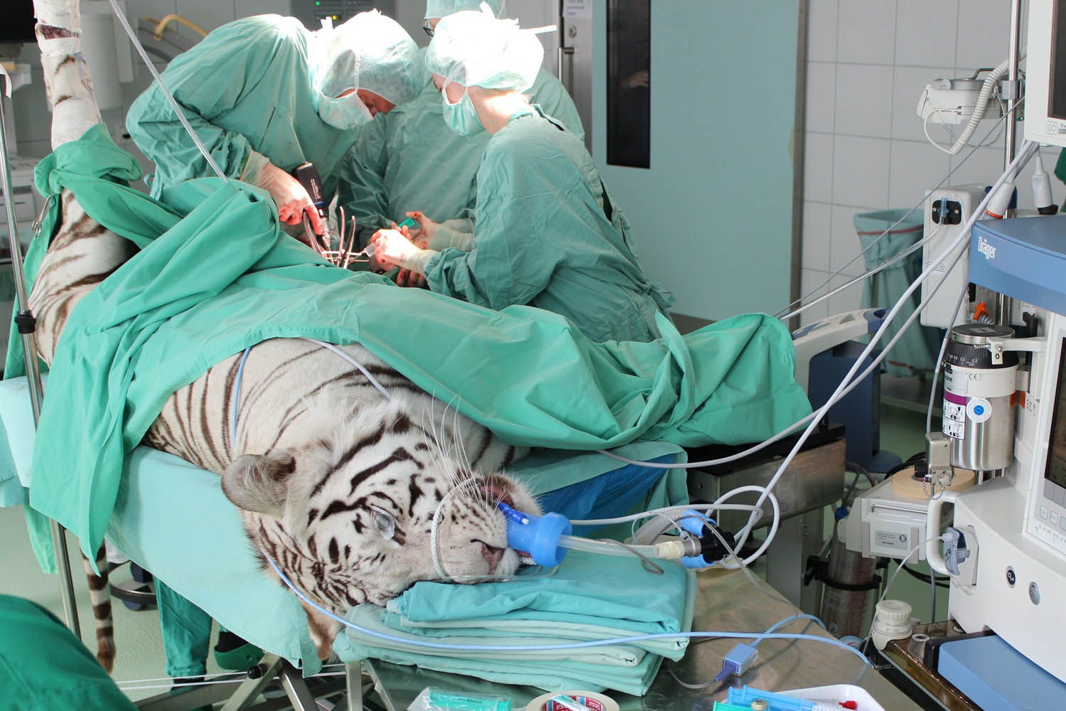 White Tiger from movie animal park operated after fall