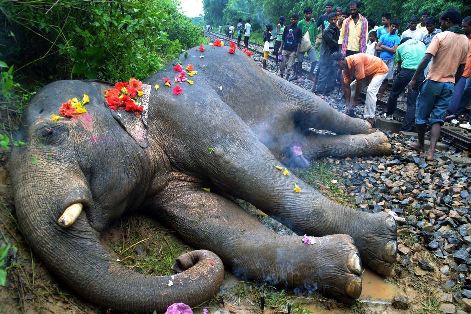 INDIA-ENVIRONMENT-ELEPHANT