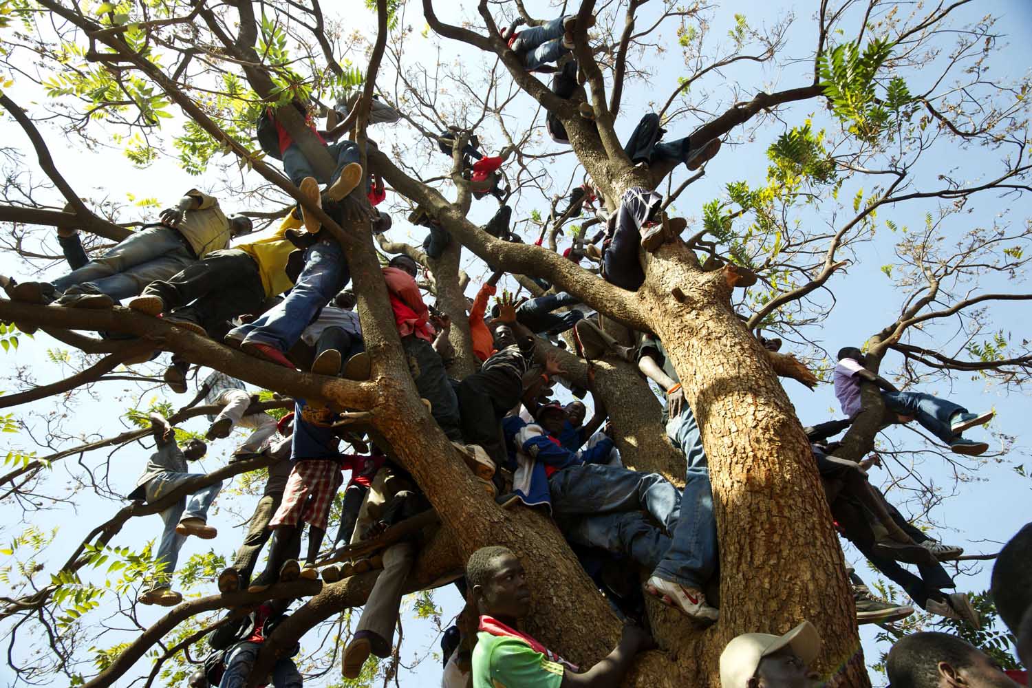 July 29, 2013. Supporters of Zimbabwe's Prime Minister climb up a tree during an election rally in Harare.