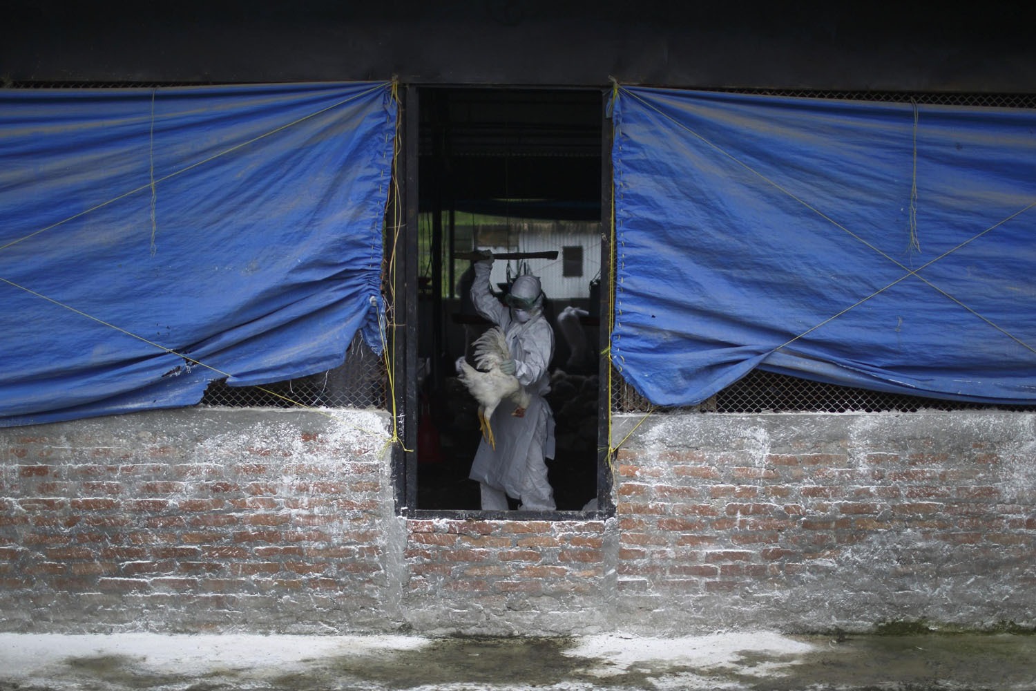 Member of a Rapid Response Team culls a rooster at a poultry farm infected with the H5N1 bird flu virus in Bhaktapur