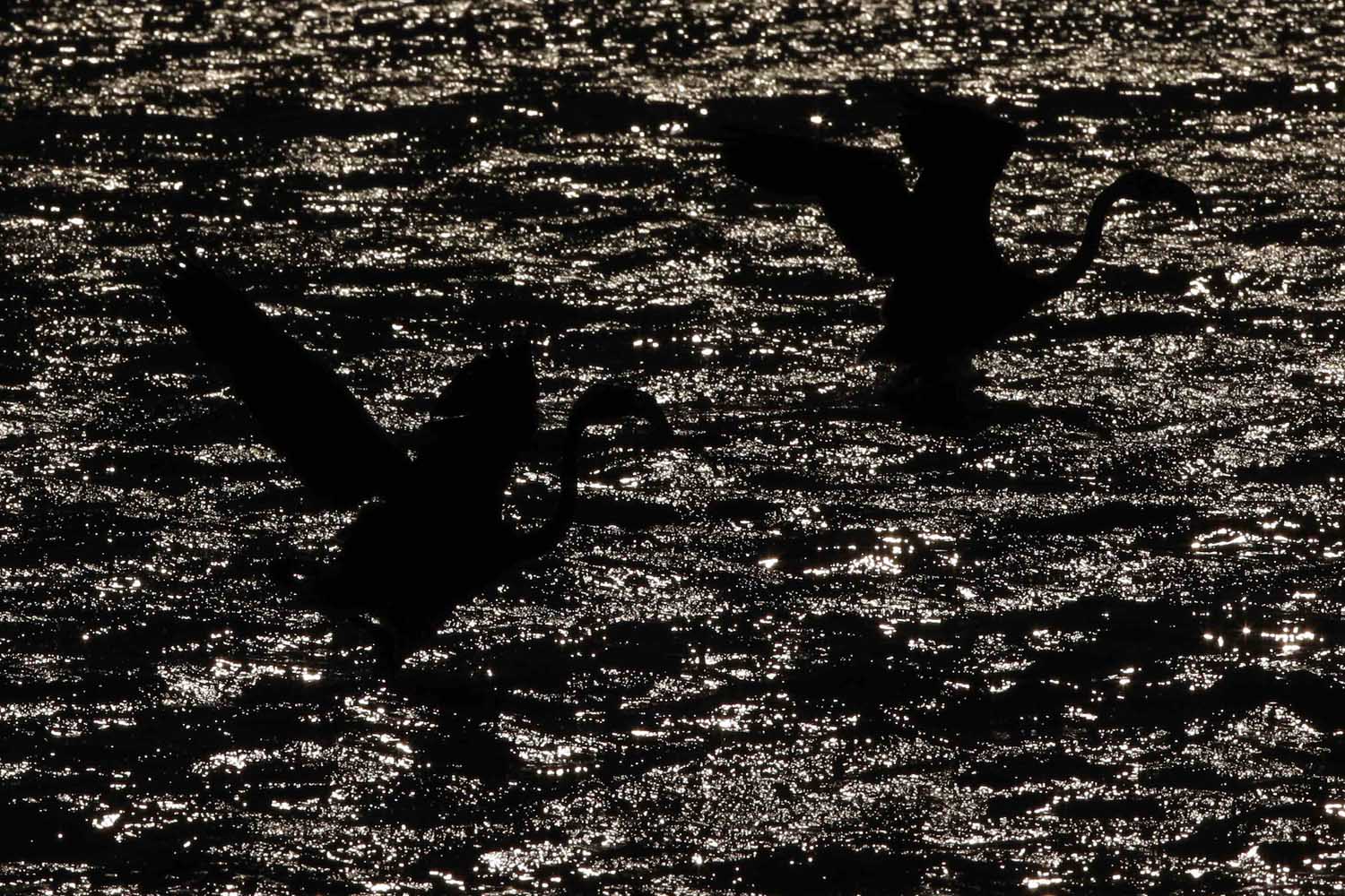 Flamingos chicks are silhouetted after they were ringed and released by volunteers at the Fuente de Piedra natural reserve