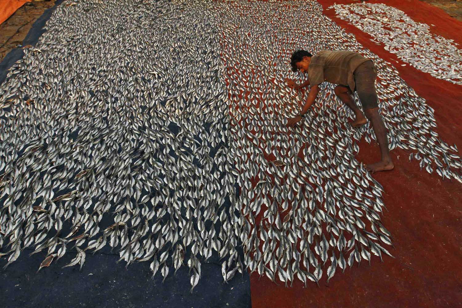 A fisherman arranges fishes kept for drying at a fishing harbour in Chennai