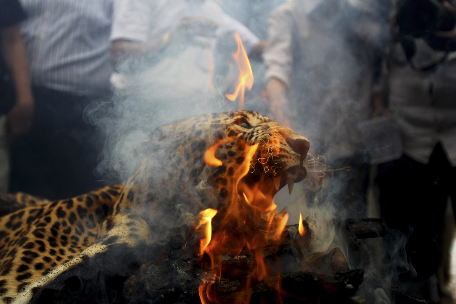 July 30, 2013. A leopard skin burns as Indian officials and activists burn wildlife contraband including tiger and leopard skins, and bones as part of a campaign to save the tiger in Mumbai.