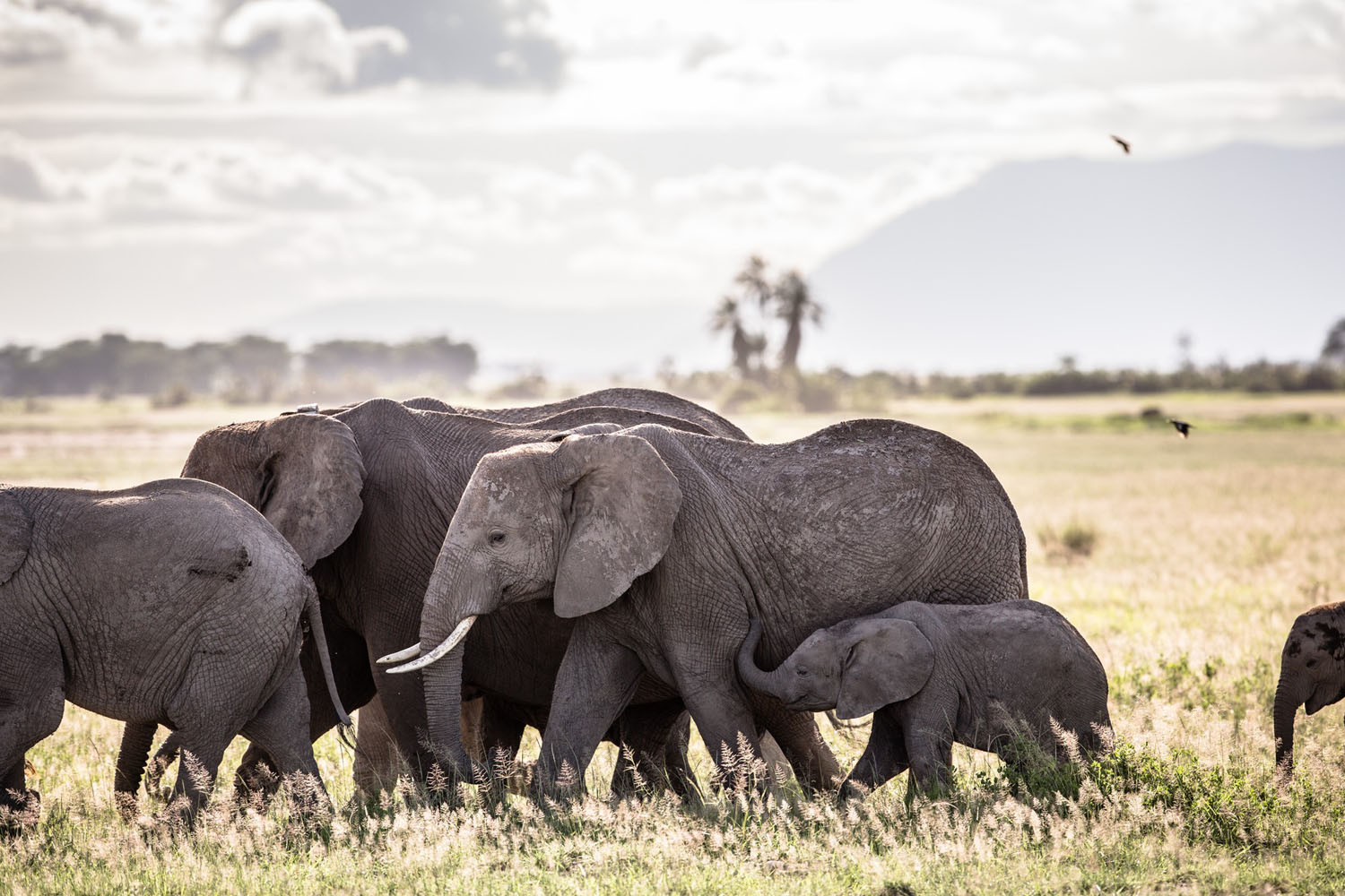 KENYA-NAIROBI-ELEPHANT