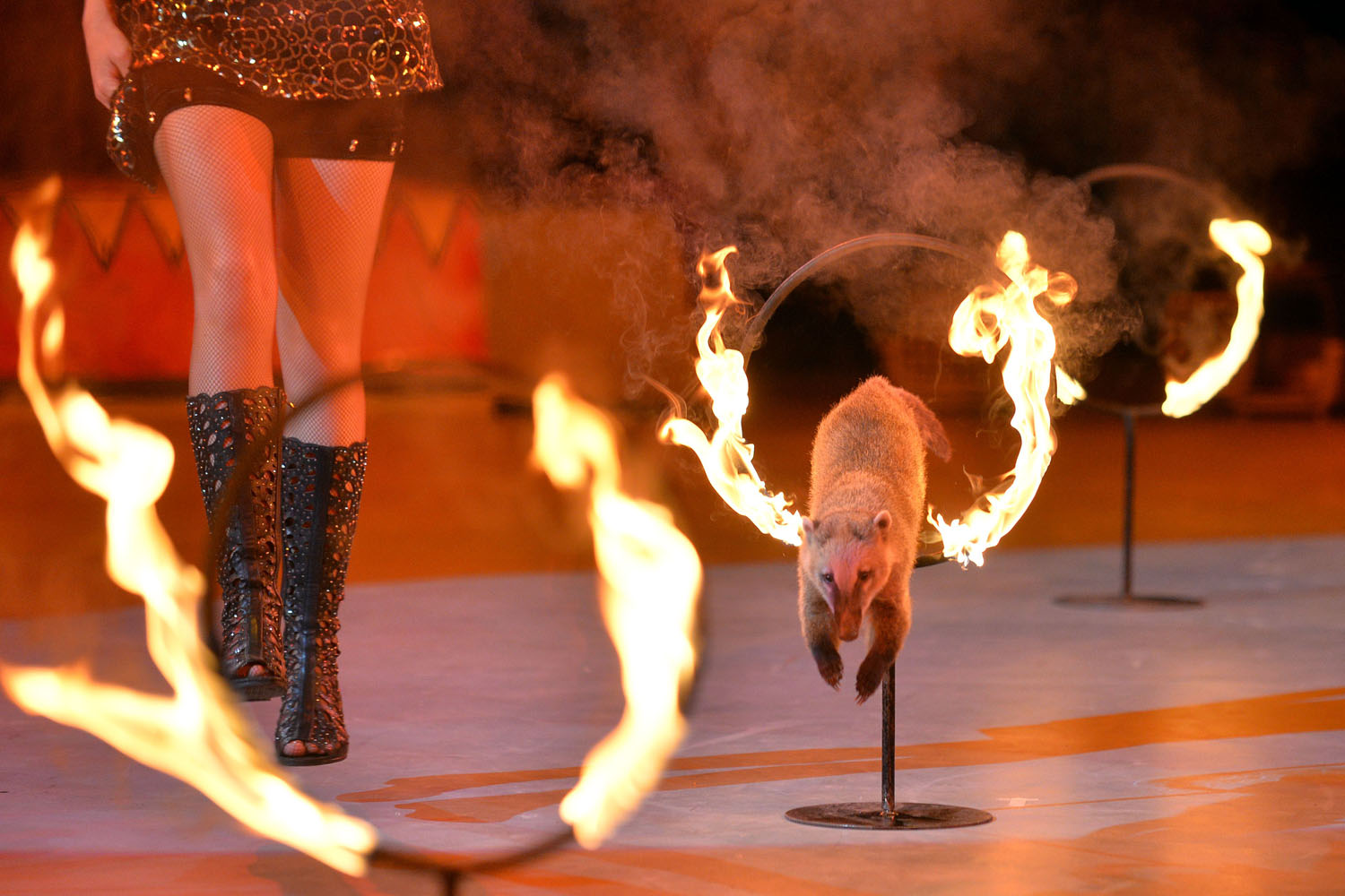 A coati, or Brazilian aardvark, jumps through burning hoops during a show called  The Caravan of Wonders  at the National Circus in Kiev.