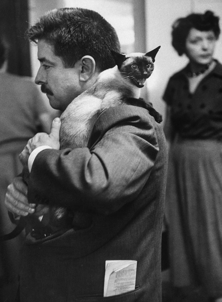 Cat show, Los Angeles, Calif., 1952.