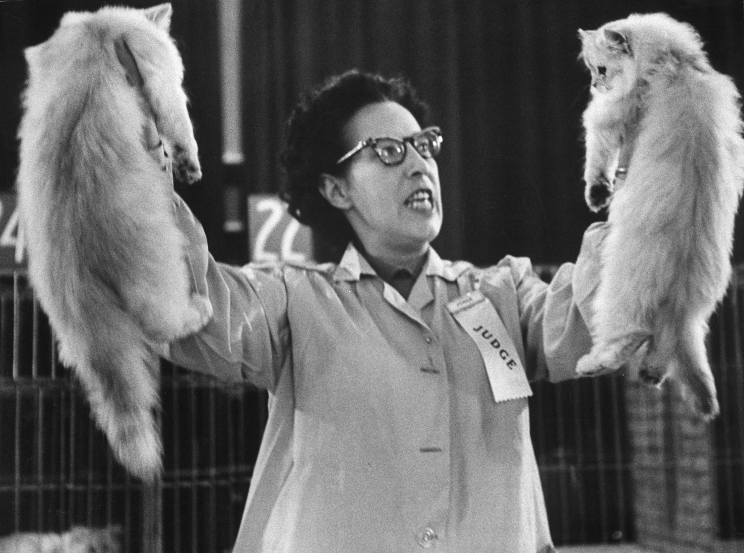 Cat show, Los Angeles, Calif., 1952.