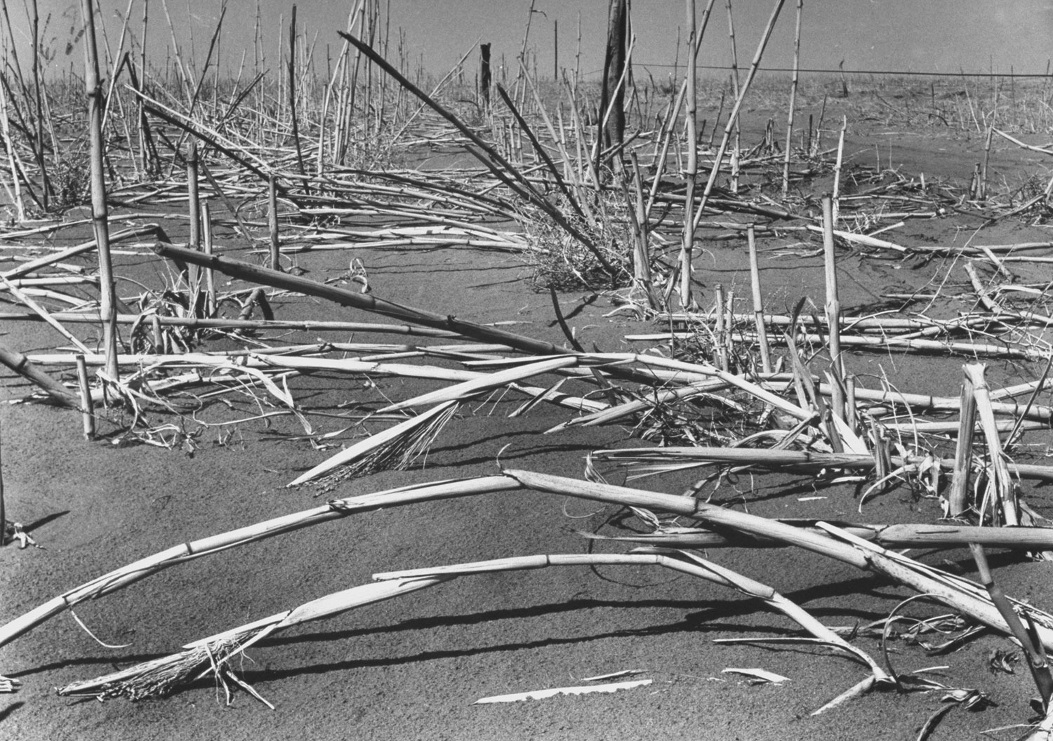 Felled broomcorn, dust and wind victim, lies near Walsh, once 'Broomcorn Capital of U.S.