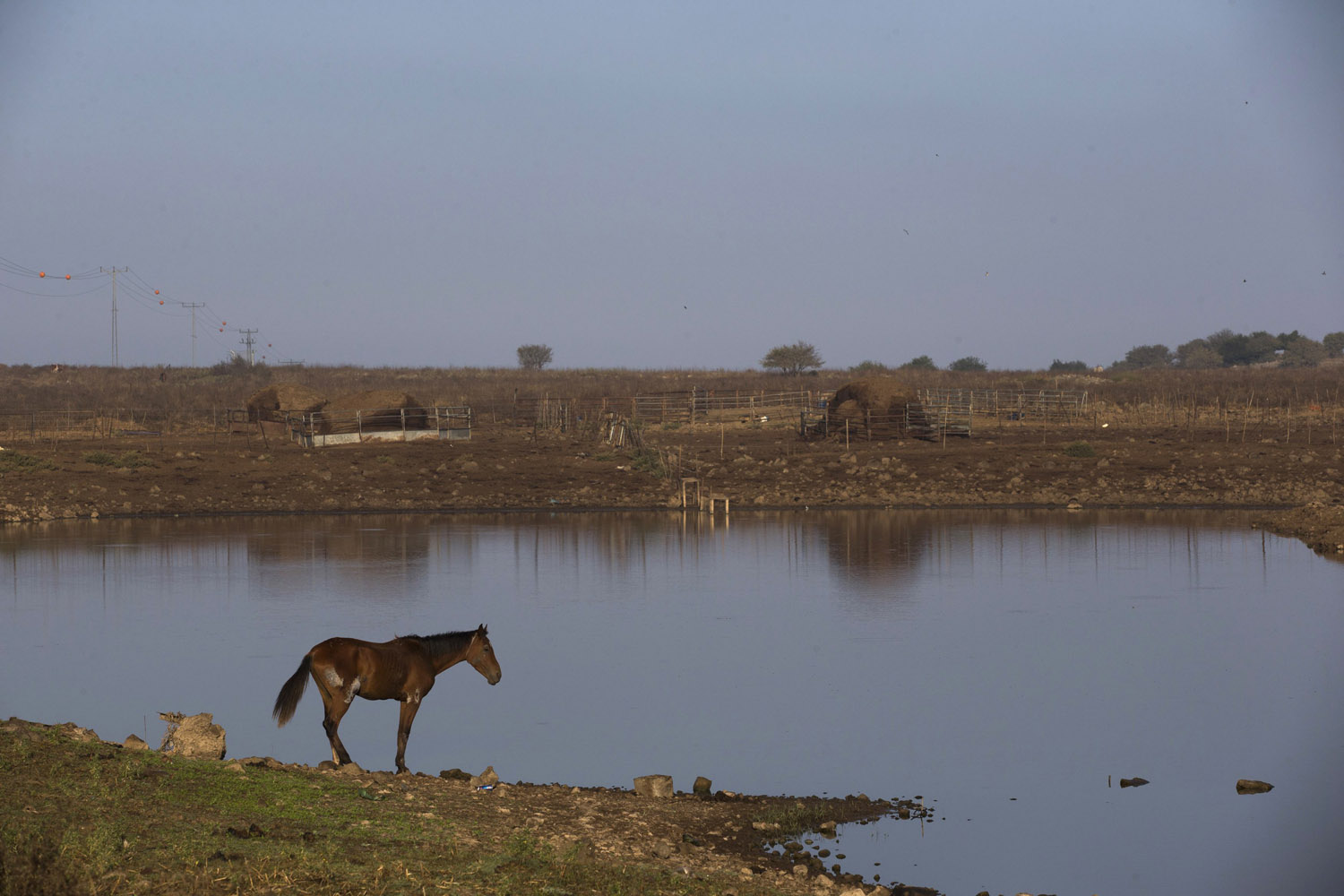 A horse stands near a water reservoir in the Golan Heights