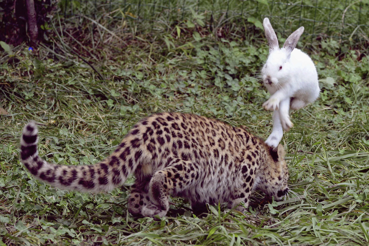A rabbit hops to avoid a five-month-old leopard cub during a test of cubs' wild natural instincts at a wildlife park in Qingdao