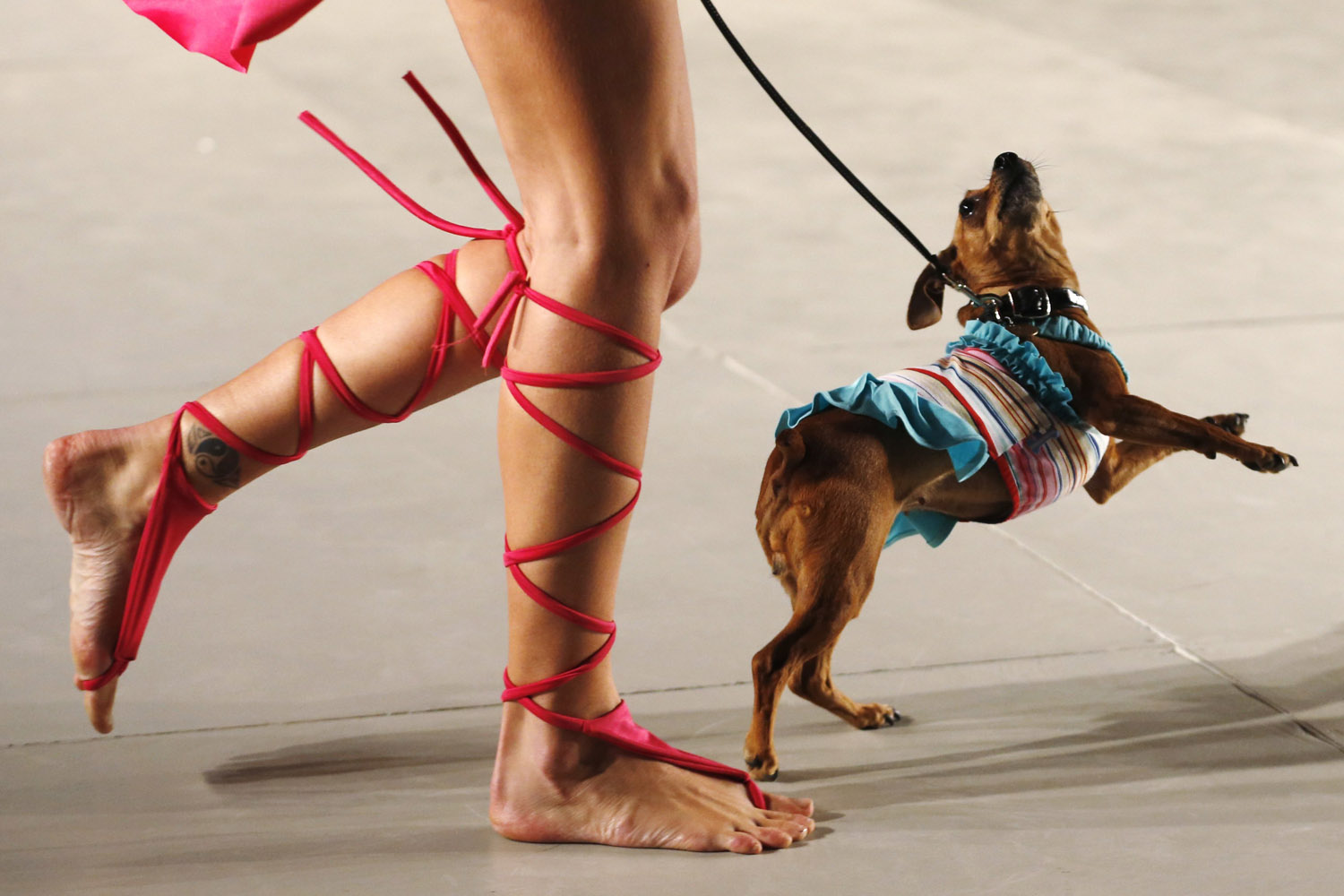 A model walks with a dog presenting a creation by designers Reichardt and Schiavo during the so-called "2013 Spring-Summer Caribbean Colour Paws" show in Buenos Aires