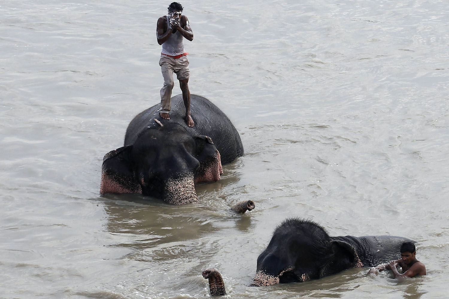A mahout bathes as he stands atop his elephant in the waters of the Yamuna river in New Delhi