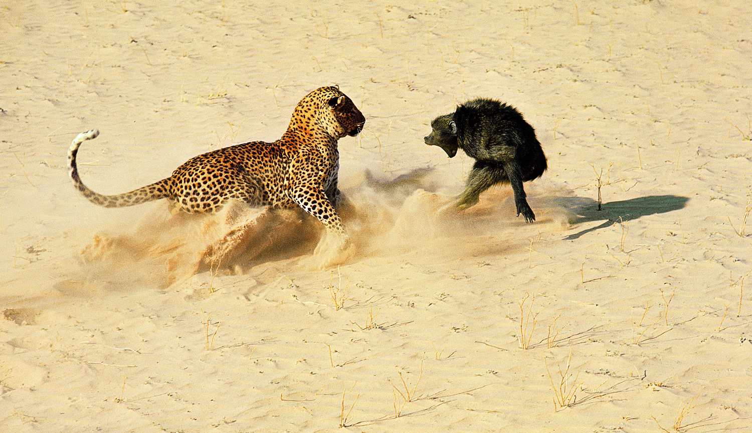 A leopard about to kill a baboon, Botswana, Africa, 1966.